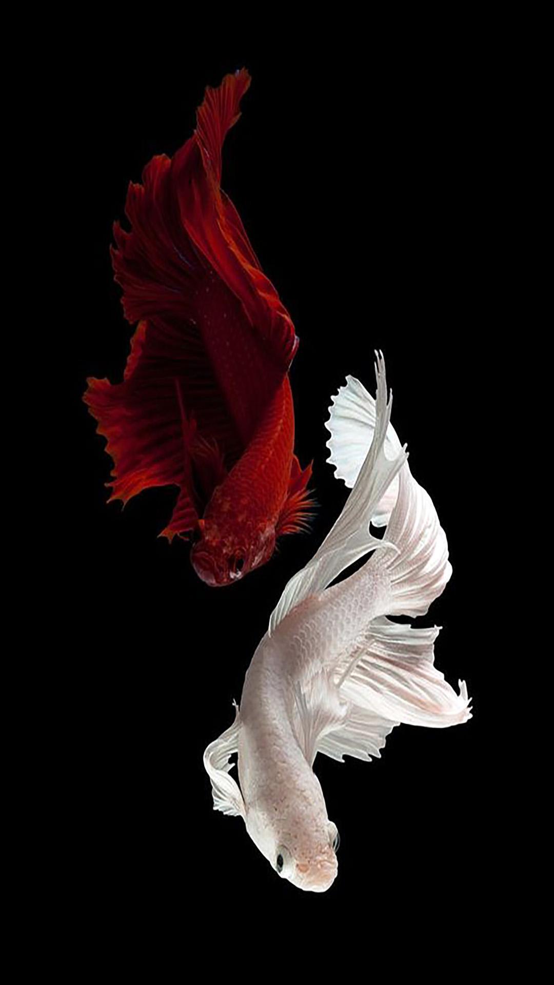 1080x1920 Betta Fish Wallpaper for Android