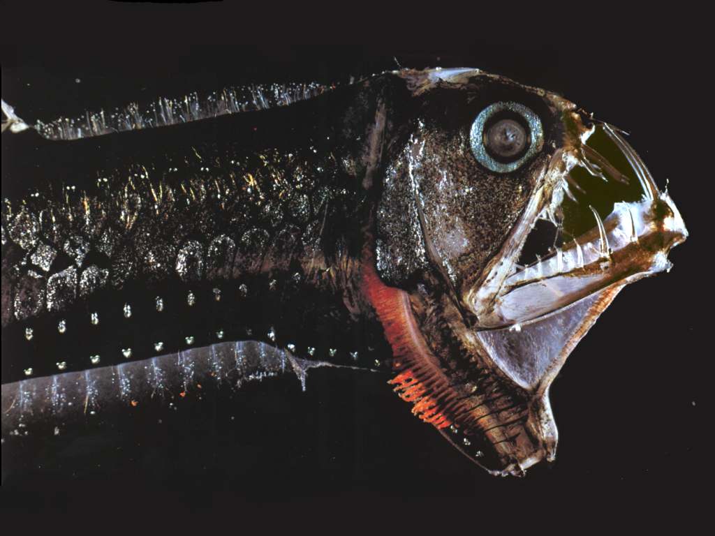 1024x768 Scaly dragonfish side view photo and wallpaper. Cute Scaly dragonfish side view picture