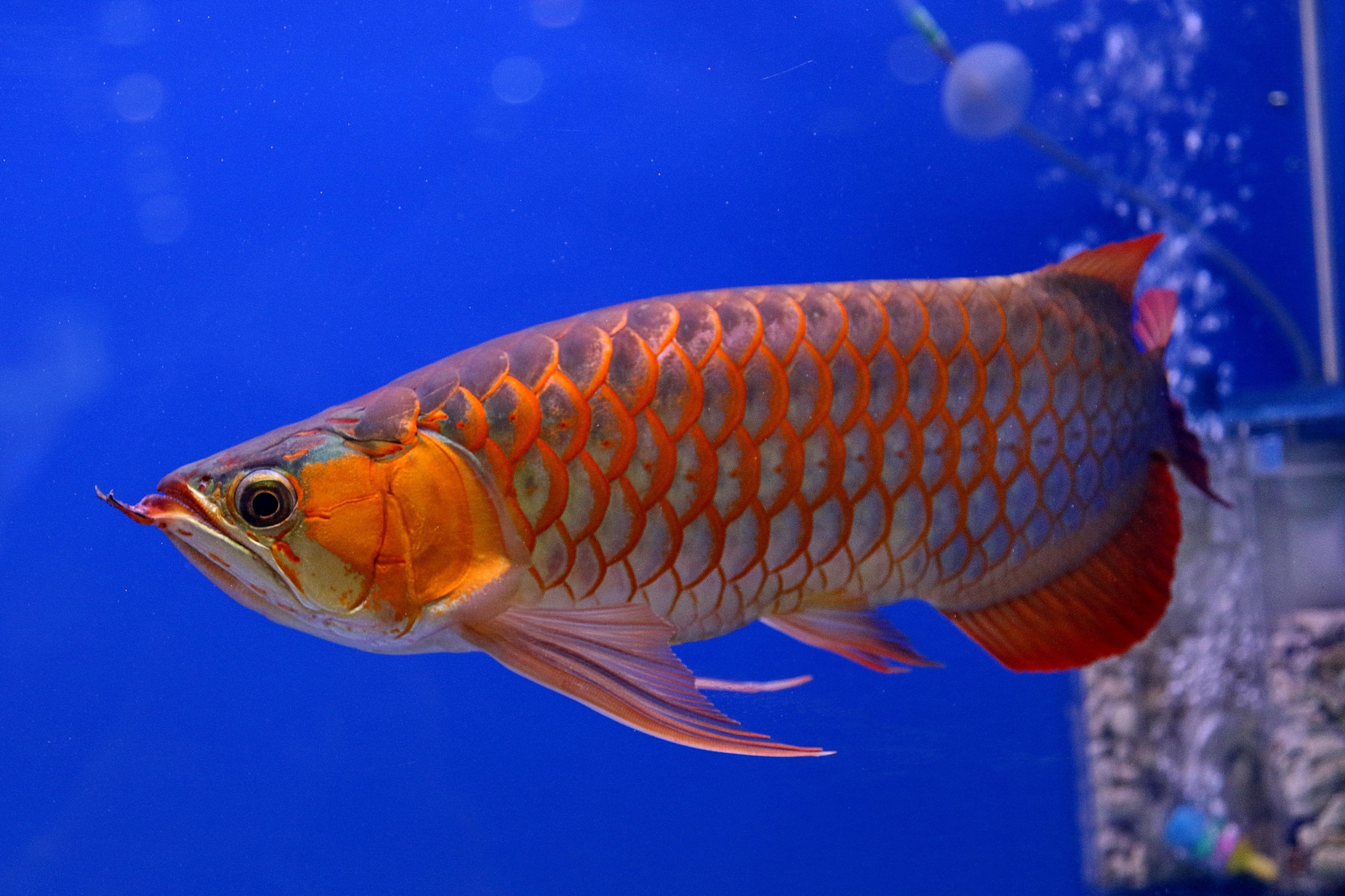 5126x3416 Arowana Wallpaper