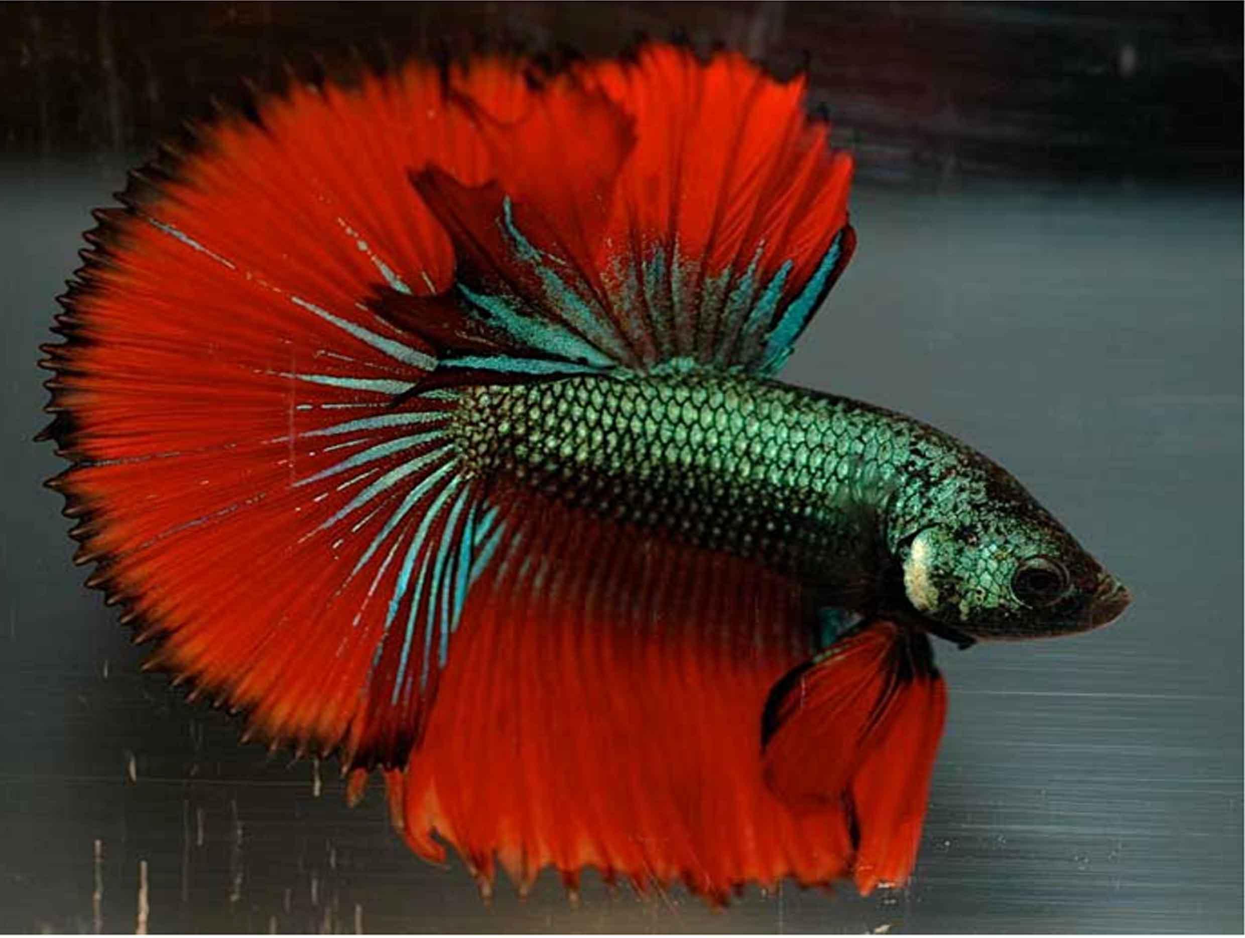 2480x1870 Betta Fish Wallpaper HD