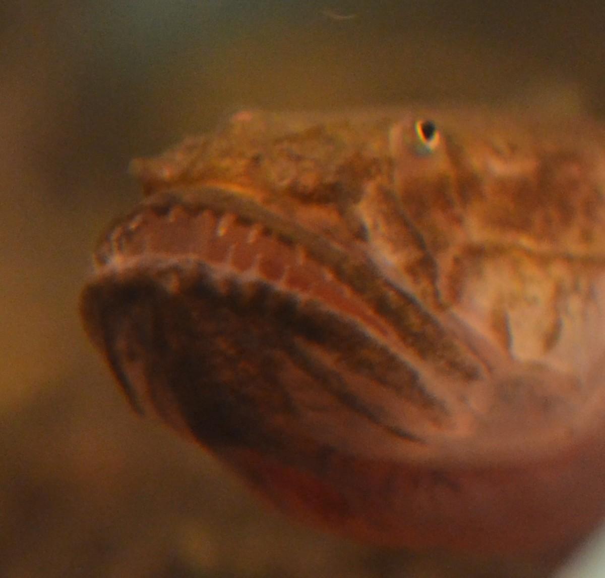 1200x1145 Gallery Walmart Dragon Fish