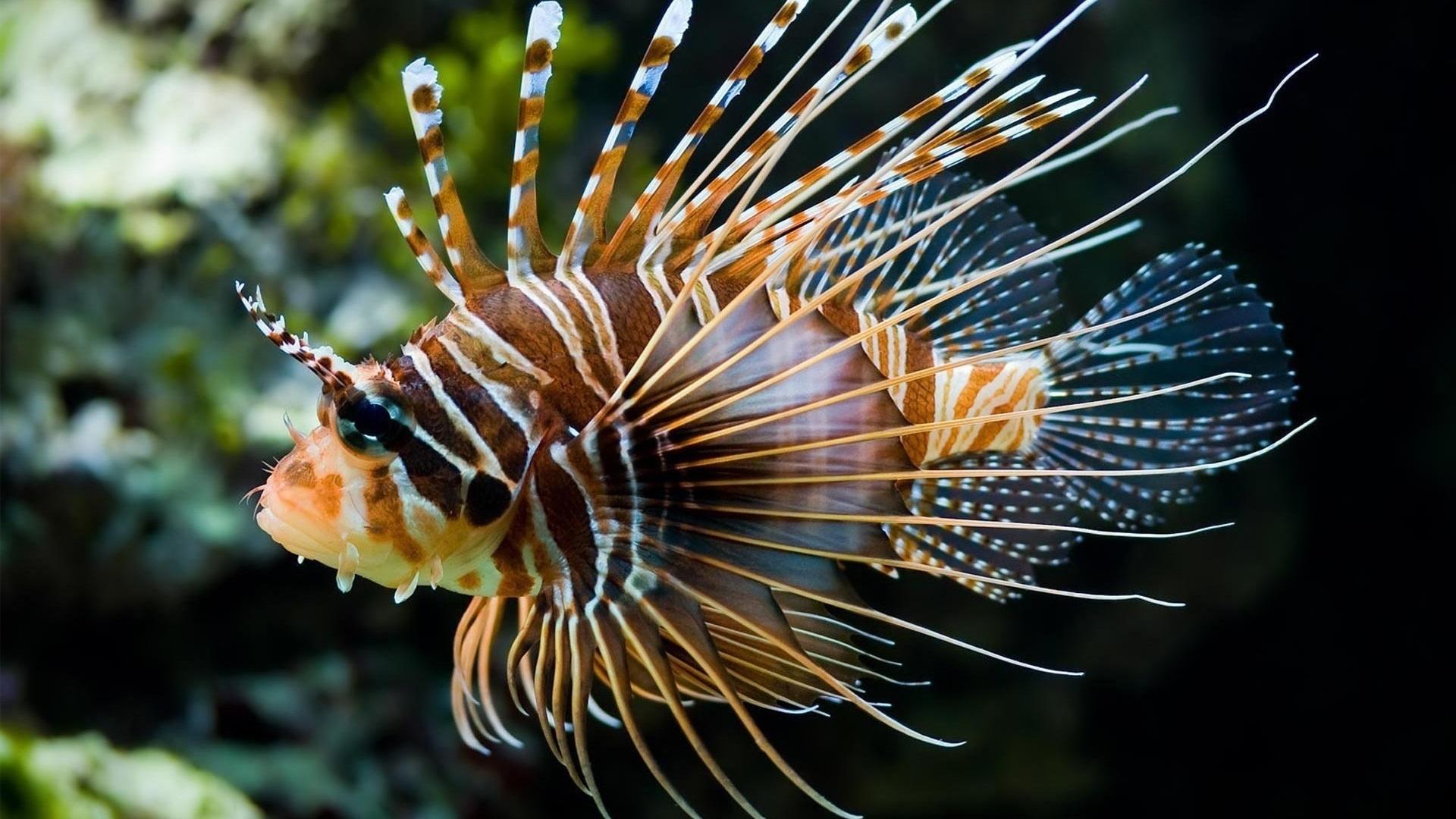 1920x1080 Fish Picture HD Wallpaper
