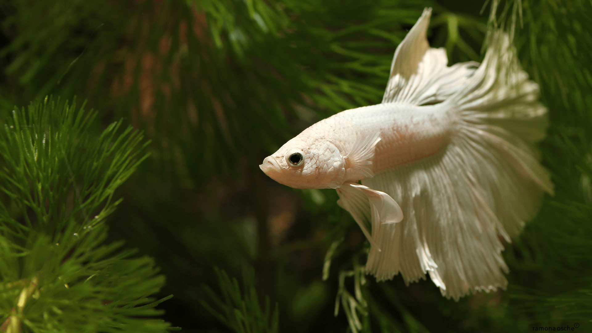 1920x1080 Free download White Fighter Fish Wallpaper Fighting fish betta splendens [1920x1080] for your Desktop, Mobile & Tablet. Explore Betta Fish Wallpaper. Betta Fish iPhone Wallpaper, Windows 10 Beta Wallpaper