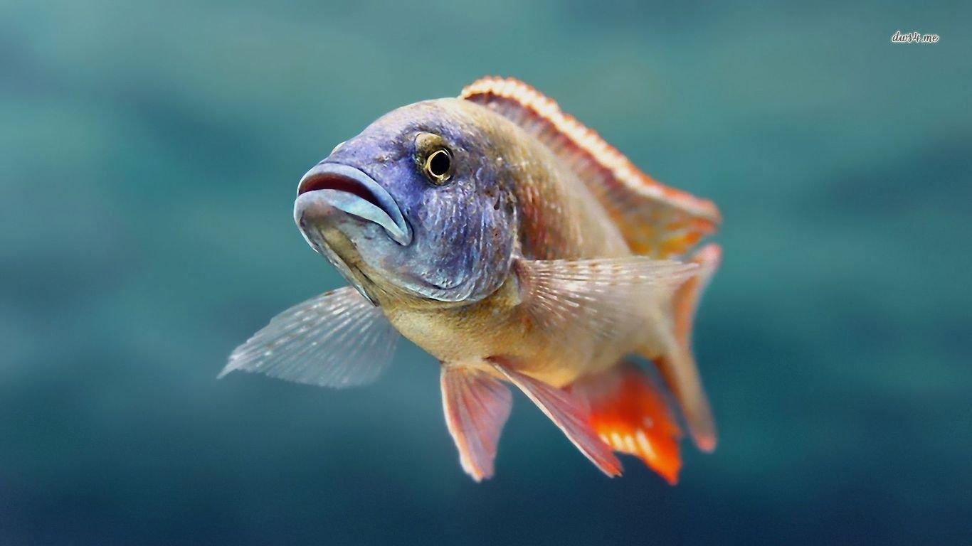 1366x768 Fish wallpaper 1366x768 (laptop) desktop background