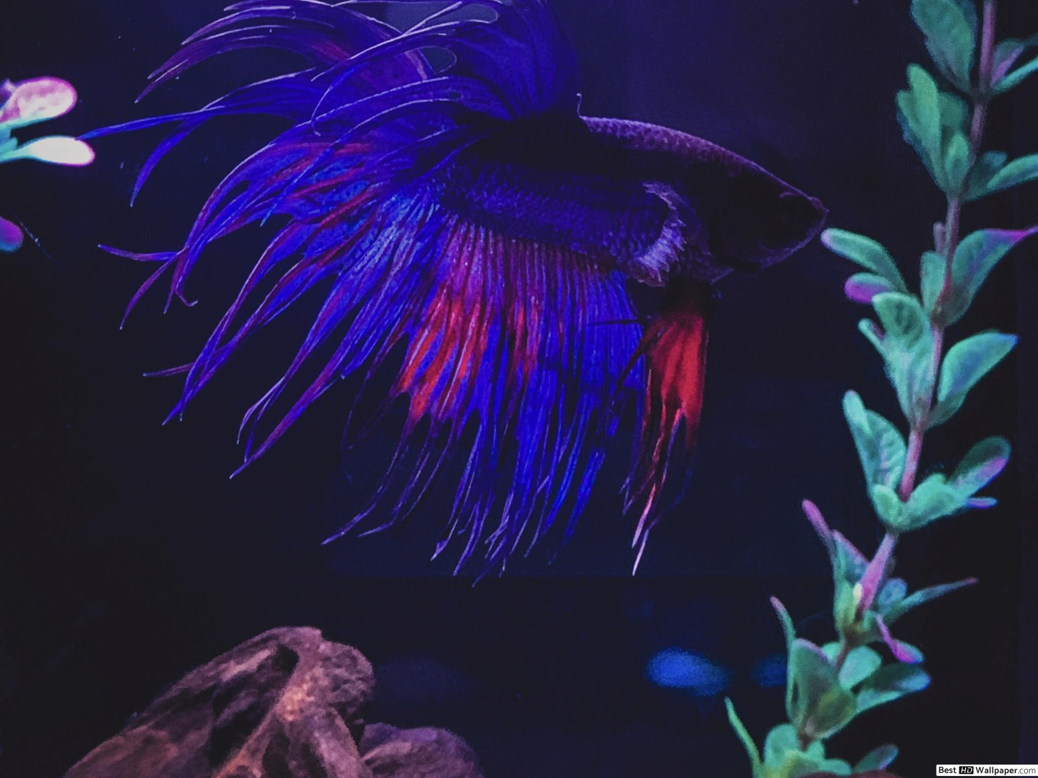 2048x1536 King crown tail betta fish HD wallpaper download