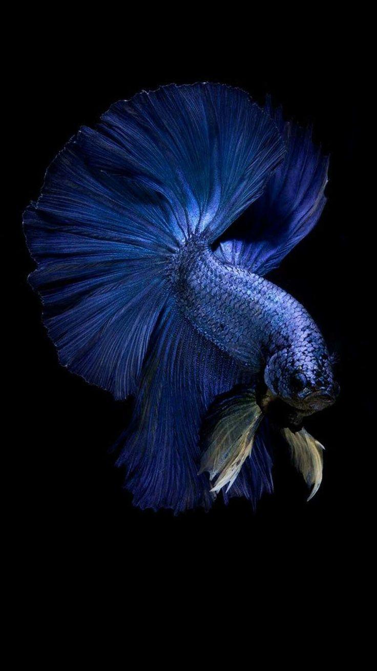 736x1308 fatir betta. Betta fish, Fish background, Fish wallpaper