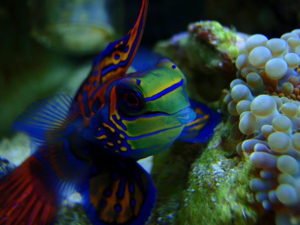 1024x768 Mandarinfish wallpaper, Animal, HQ Mandarinfish pictureK Wallpaper 2019