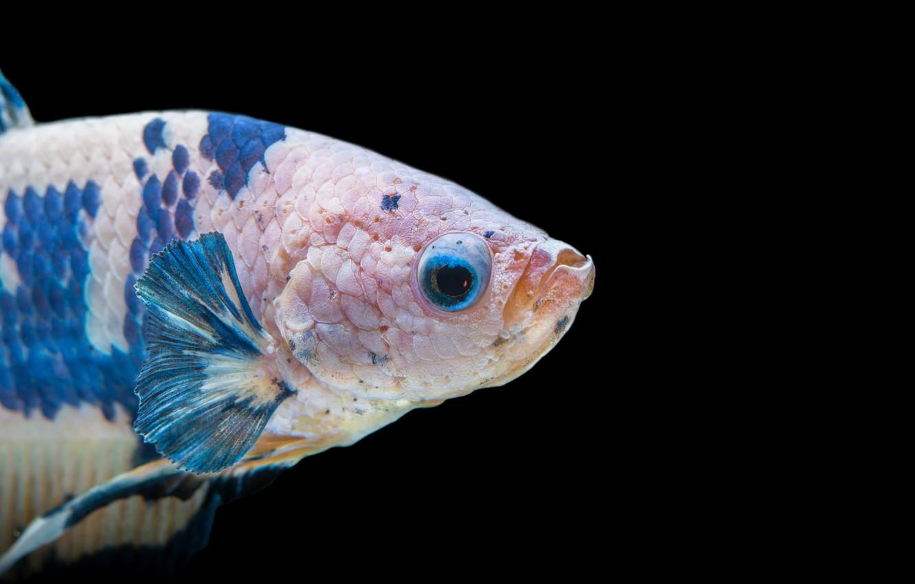 1332x850 Wallpaper white, blue, fish, betta image for desktop, section животные