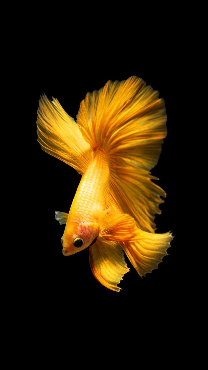 720x1280 Bettafish Wallpaper F11 Note 10 Wall 60 Fish HD Wallpaper