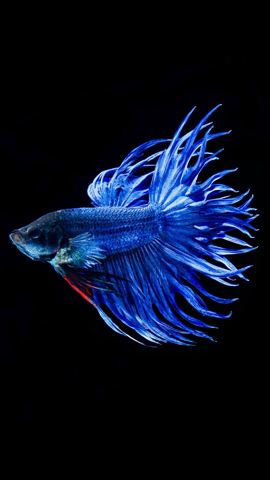 1080x1920 IPhone 7 Fish Wallpaper Free Download