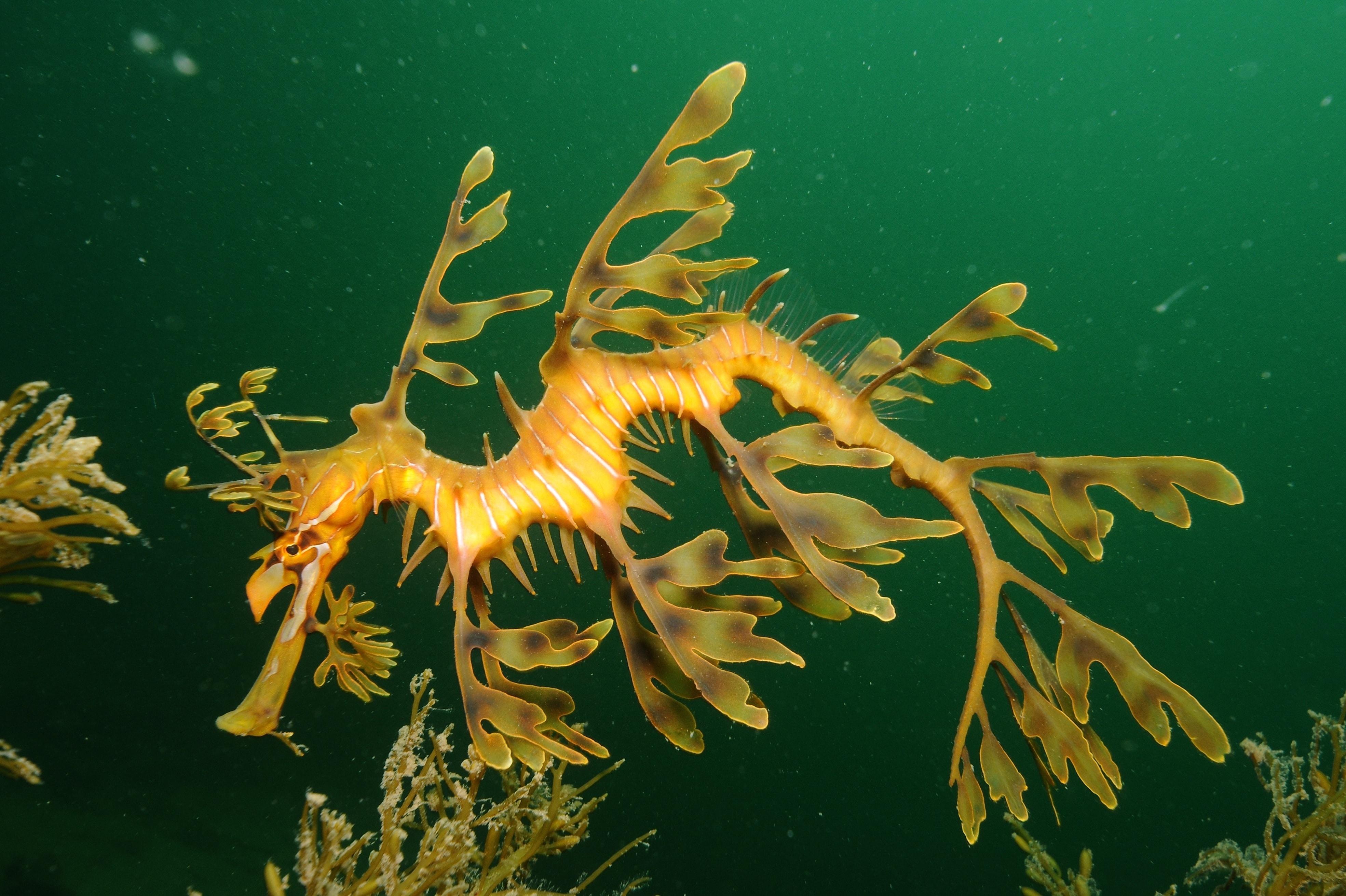 3939x2622 Leafy Seadragon HD