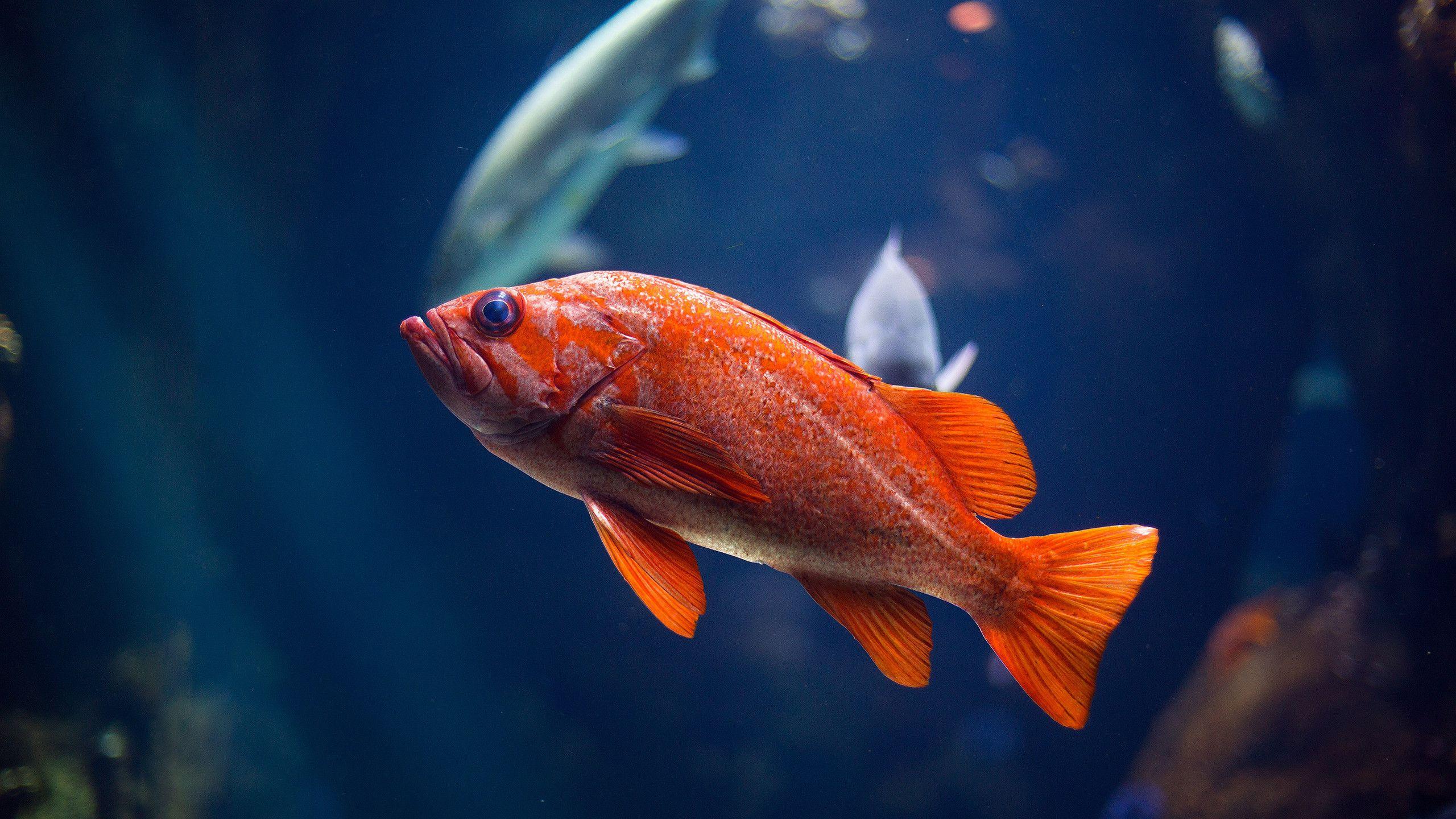 2560x1440 Fish Jump Wallpaper
