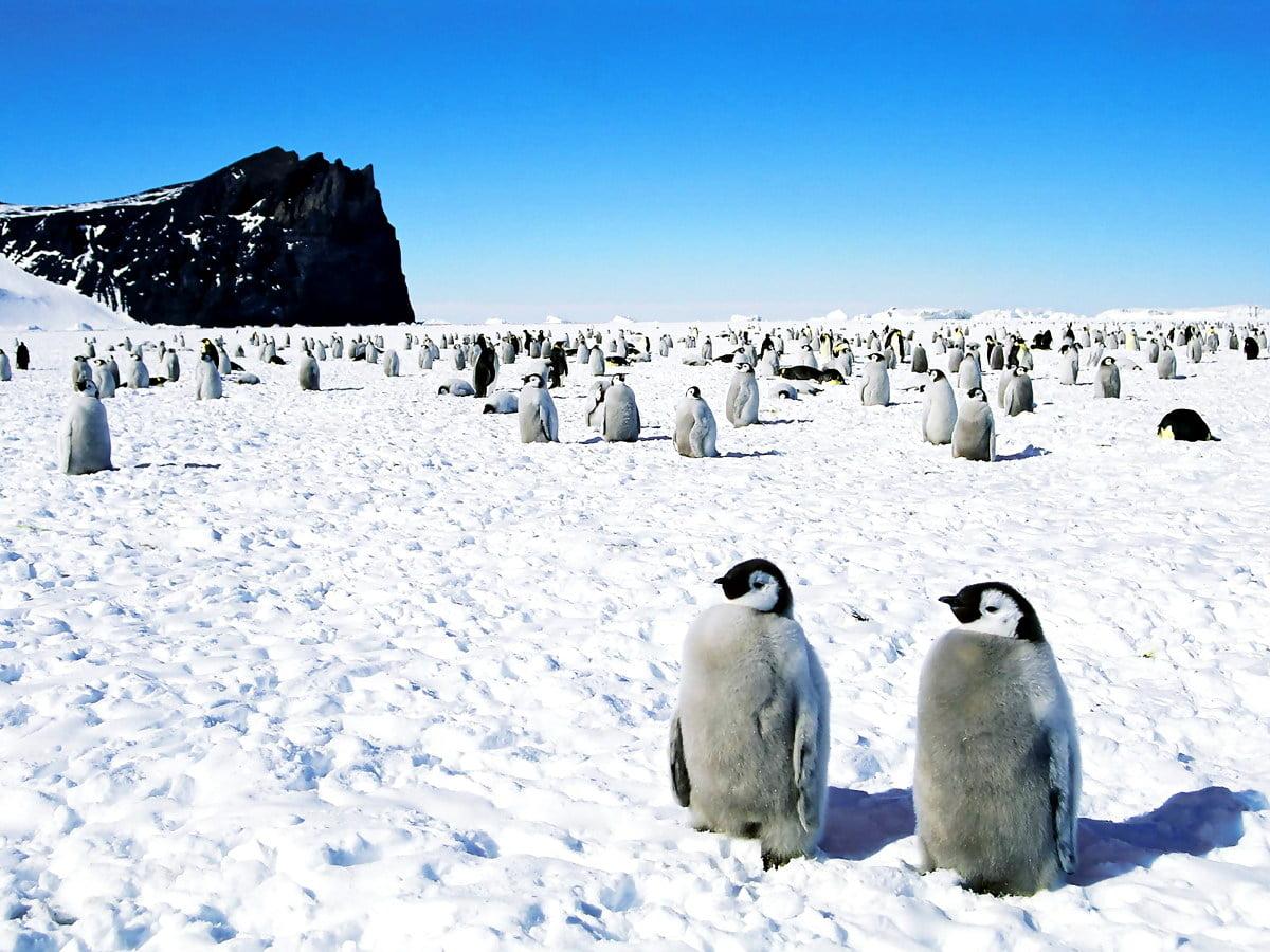 1200x900 Penguin, Emperor Penguin, Arctic background. FREE Download picture