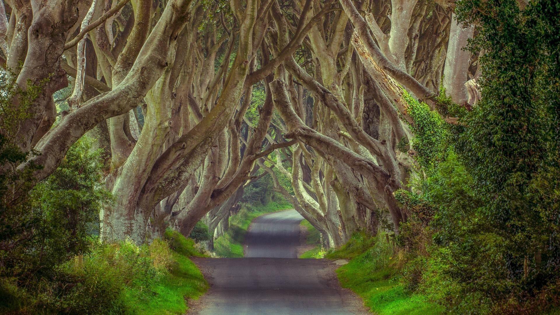 1920x1080 Nature Wonder Tree forest Wallpaper HD Best Of Ireland forest