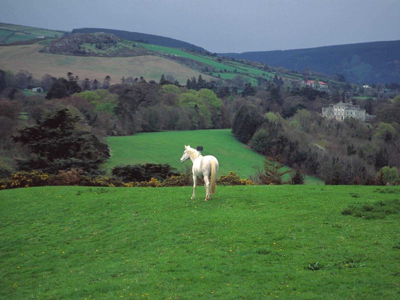 1600x1200 castle, ireland, hills, freegreen, skyscapes, horses, pet, forests