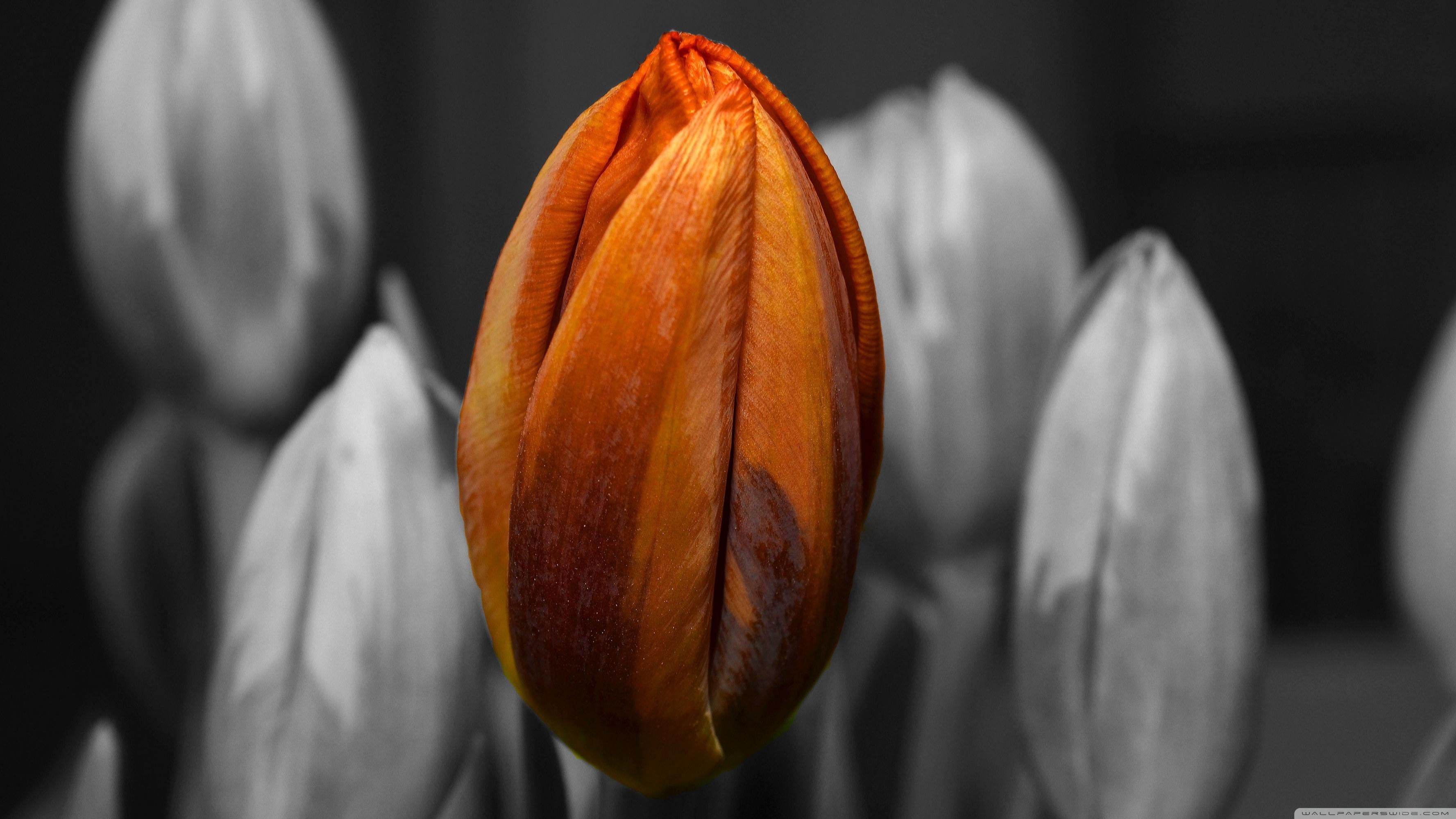 3554x1999 Orange Tulip Black and White Background Ultra HD Desktop Background Wallpaper for 4K UHD TV : Widescreen & UltraWide Desktop & Laptop : Tablet