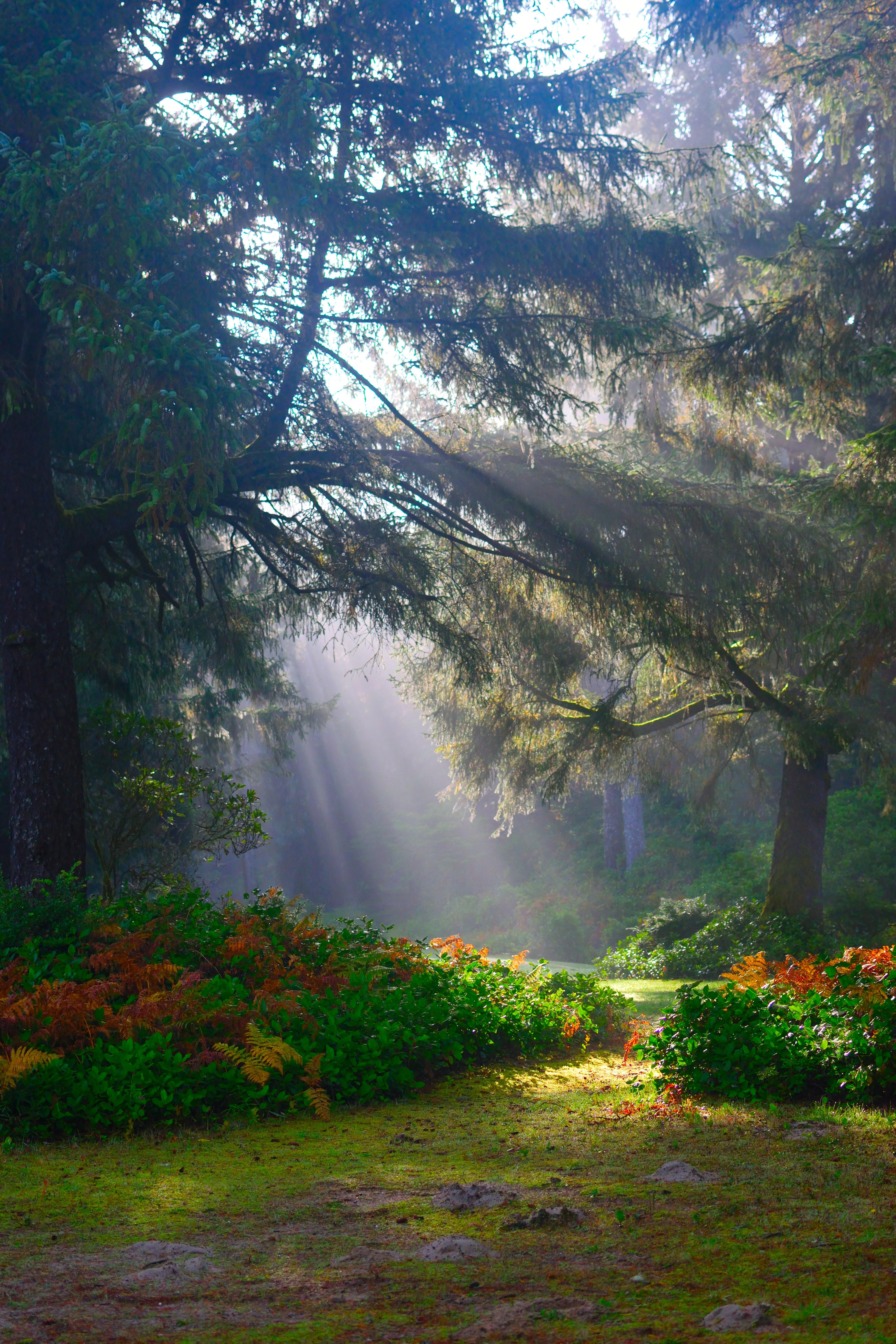 4000x6000 Sunlight Beaming on Green Trees · Free