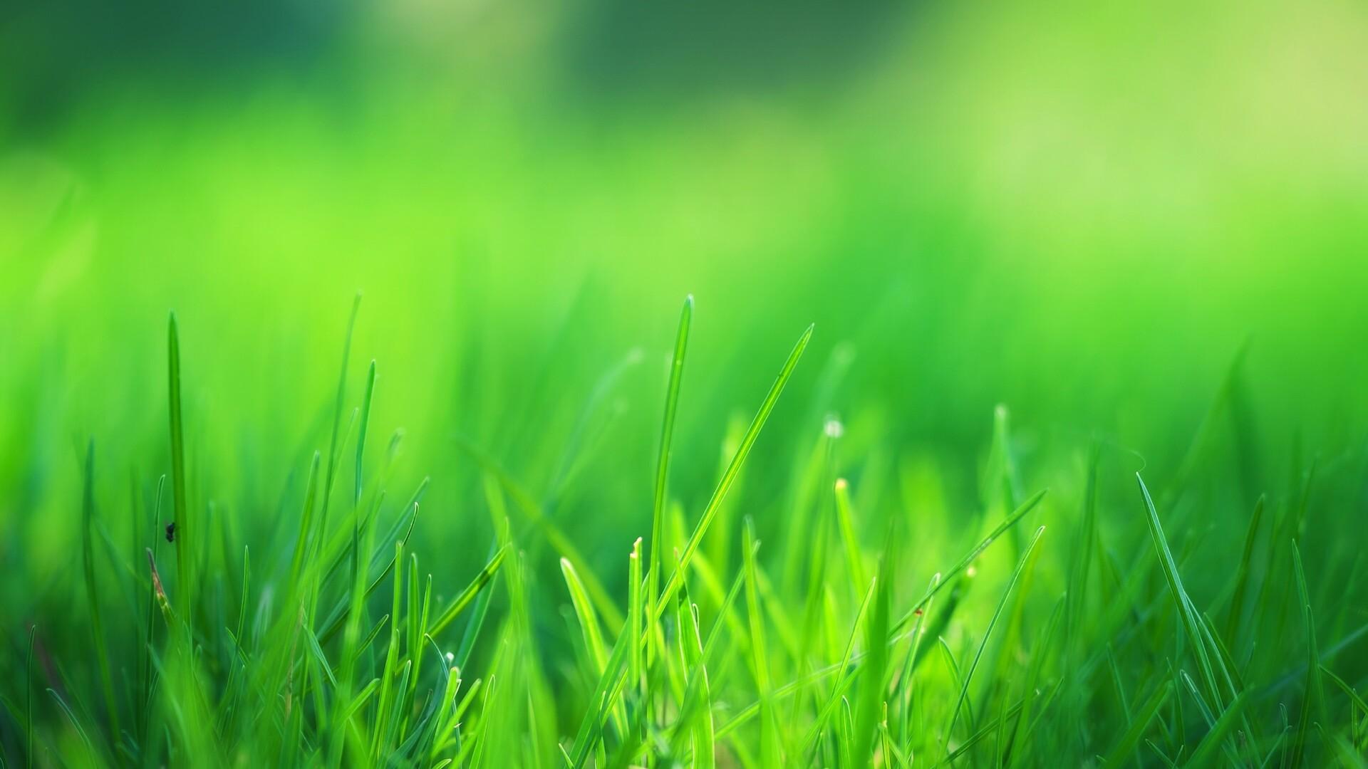 1920x1080 Green Grass Field Laptop Full HD 1080P HD 4k Wallpaper, Image, Background, Photo and Picture
