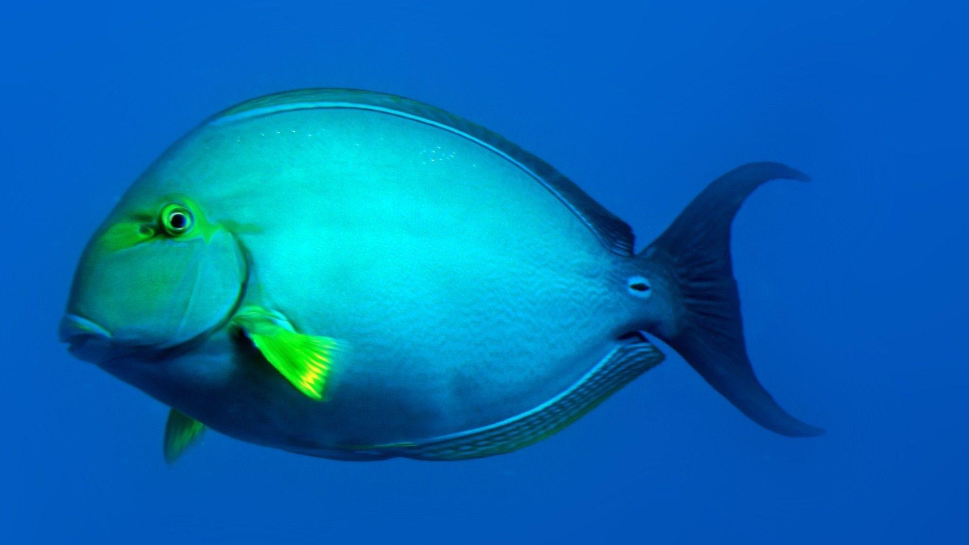1920x1080 Blue Fish Underwater, Hawaii Desktop Mobile Wallpaper. Fish, Fish Wallpaper, Underwater Fish