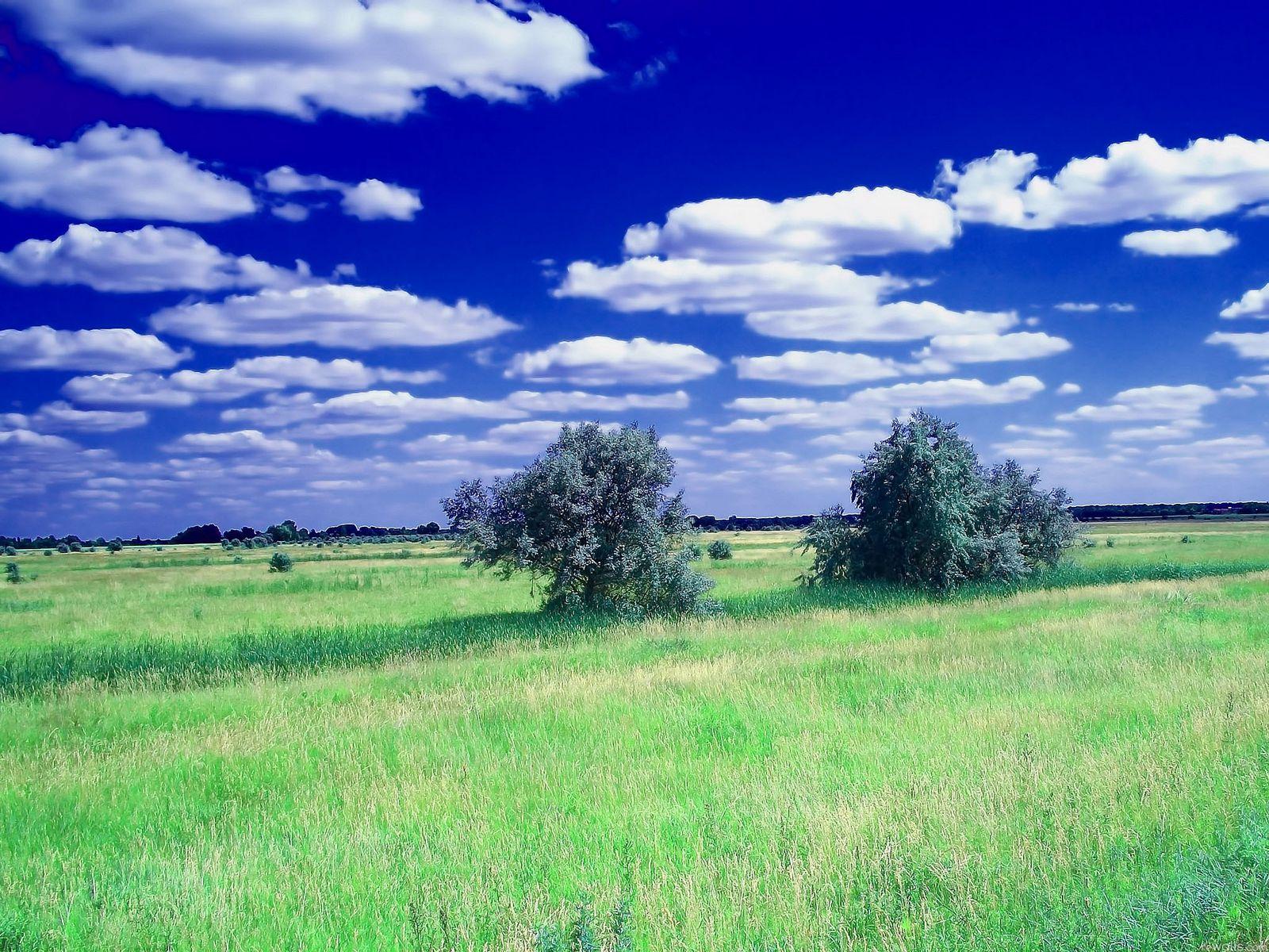 1600x1200 Download wallpaper 1600x1200 summer, field, grass, trees, clouds, sky standard 4:3 HD background