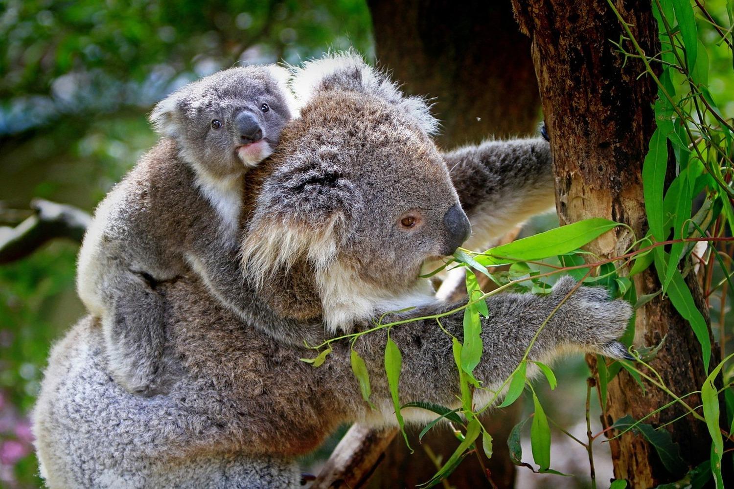 1500x1000 Photo Wallpaper Mom and baby koala. Order now!!