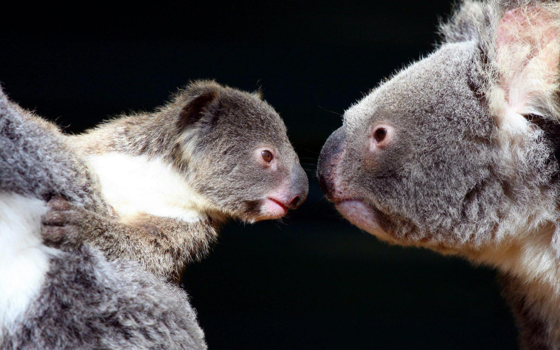 1920x1200 Free download Cute Baby Koala Wallpaper Animal koala cute humor [1920x1200] for your Desktop, Mobile & Tablet. Explore Cute Baby Koala Wallpaper. Cute Baby Koala Wallpaper, Baby Koala Wallpaper