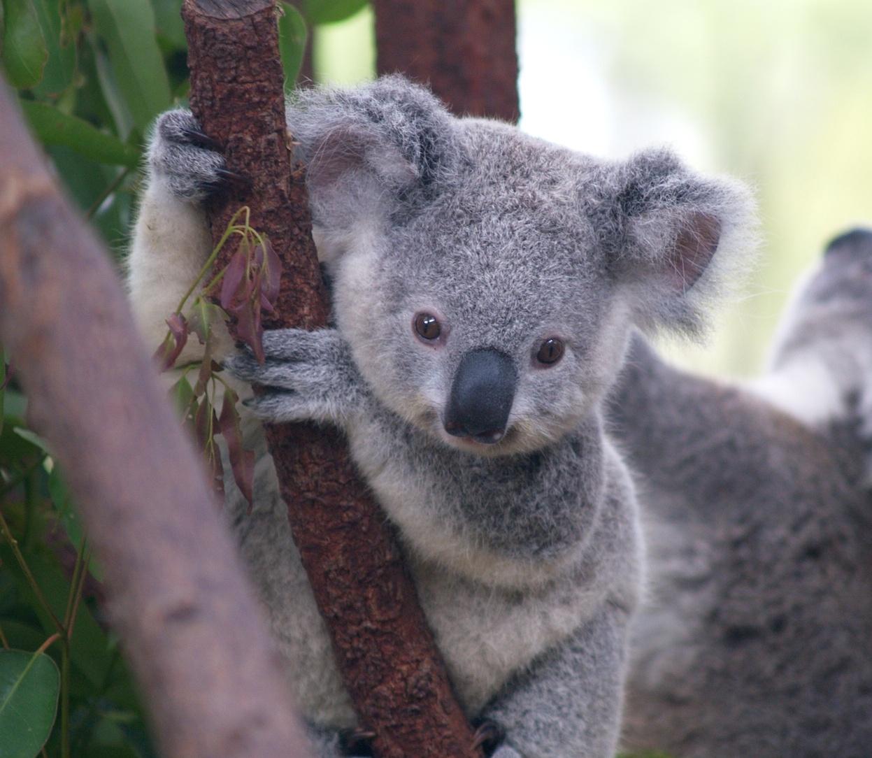 1247x1084 Koala Bear Wallpaper