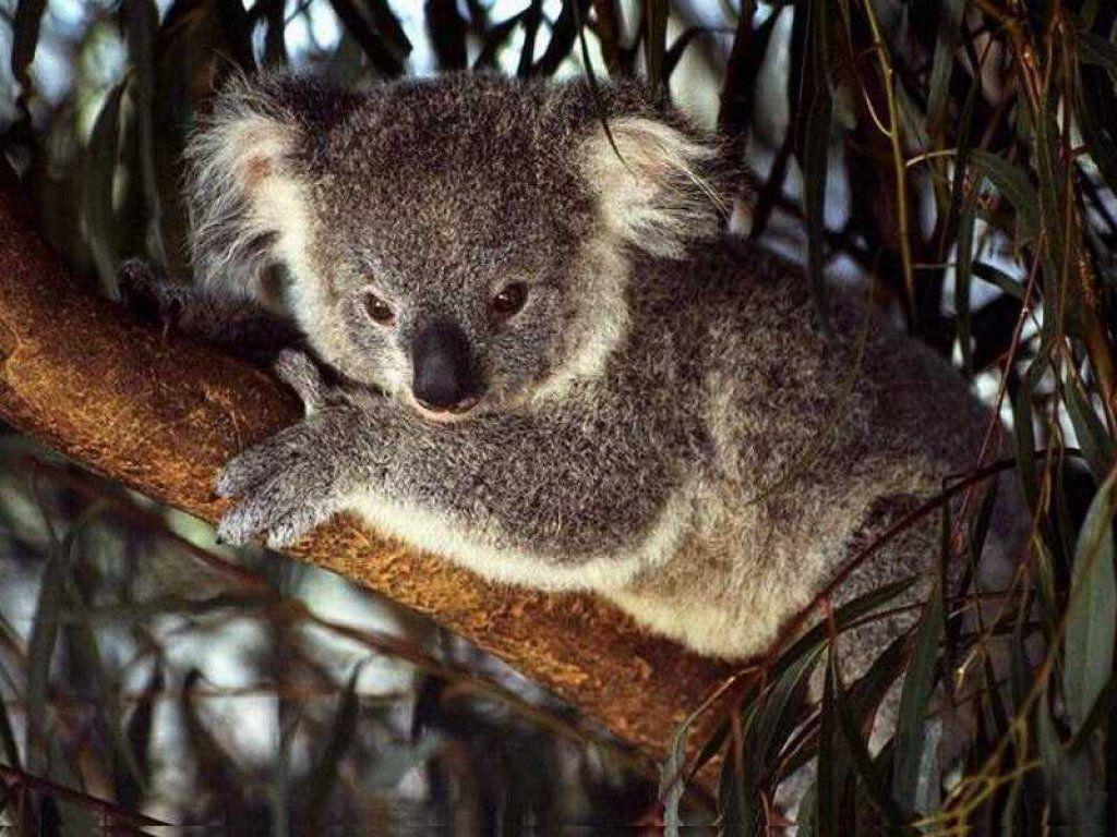 1024x768 Australia Wallpaper: Koala. Koala, Cute animals, Koala bear