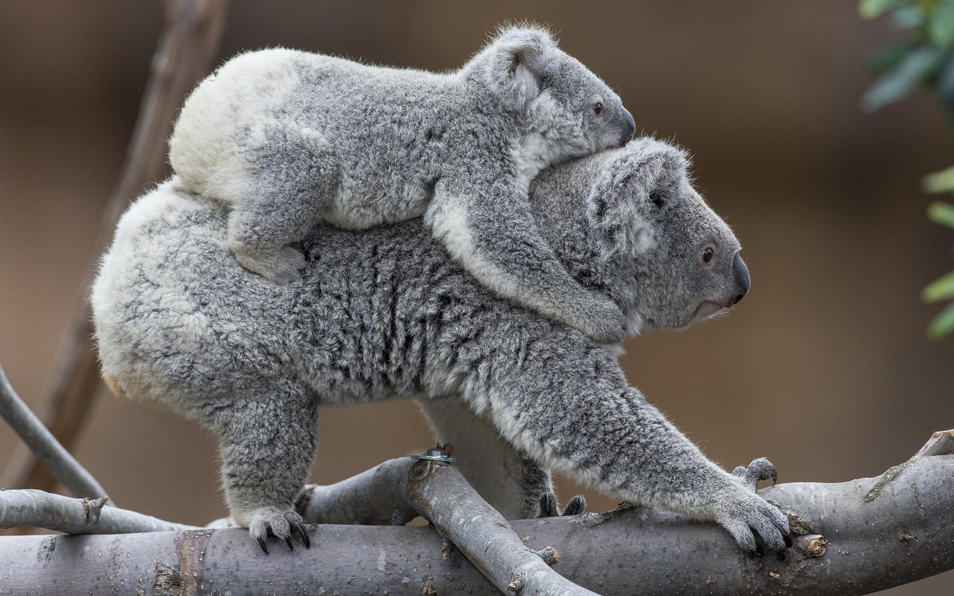 1920x1200 koala, Baby Wallpaper HD / Desktop and Mobile Background