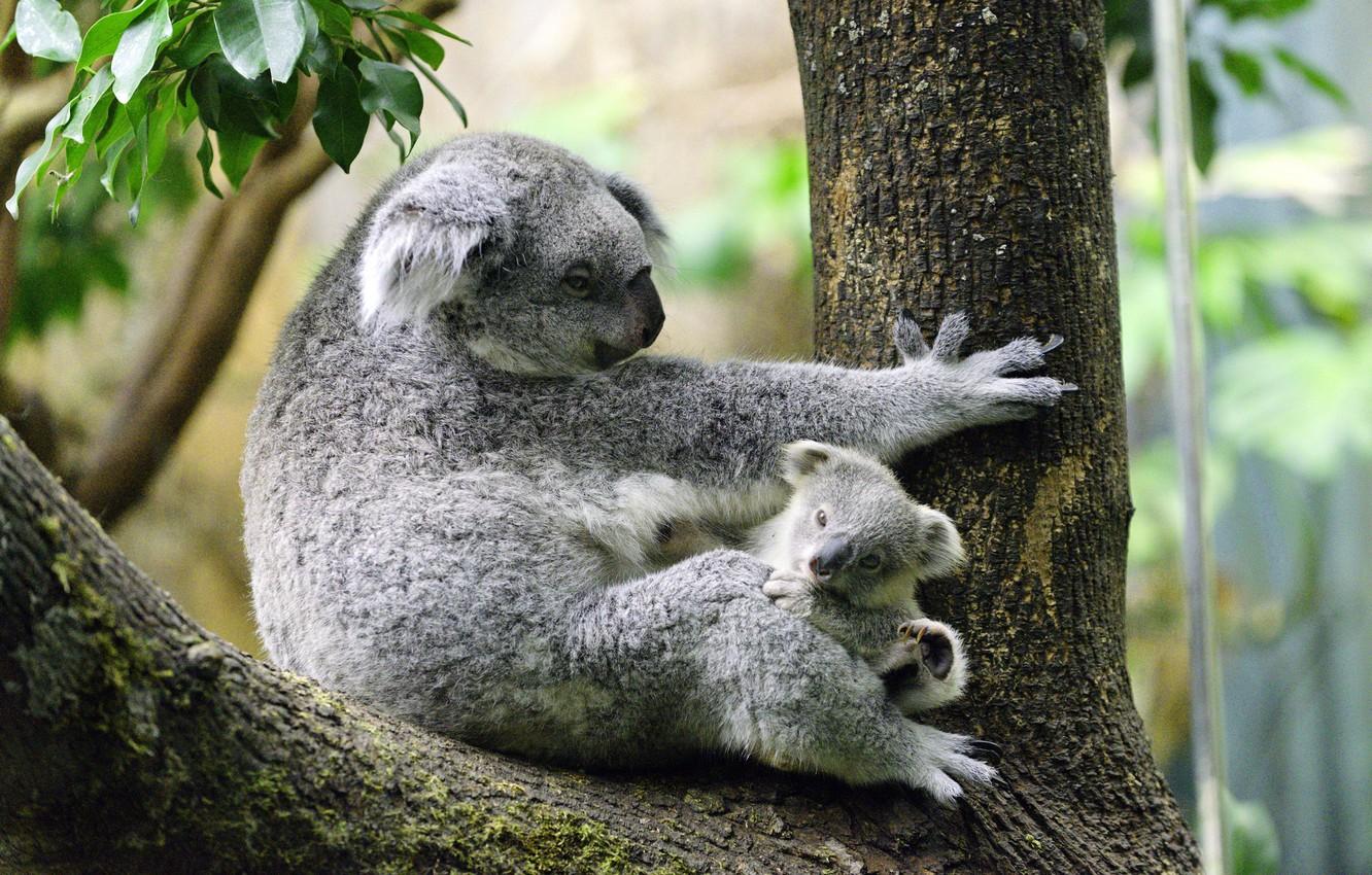 1332x850 Wallpaper tree, baby, Koala image for desktop, section животные