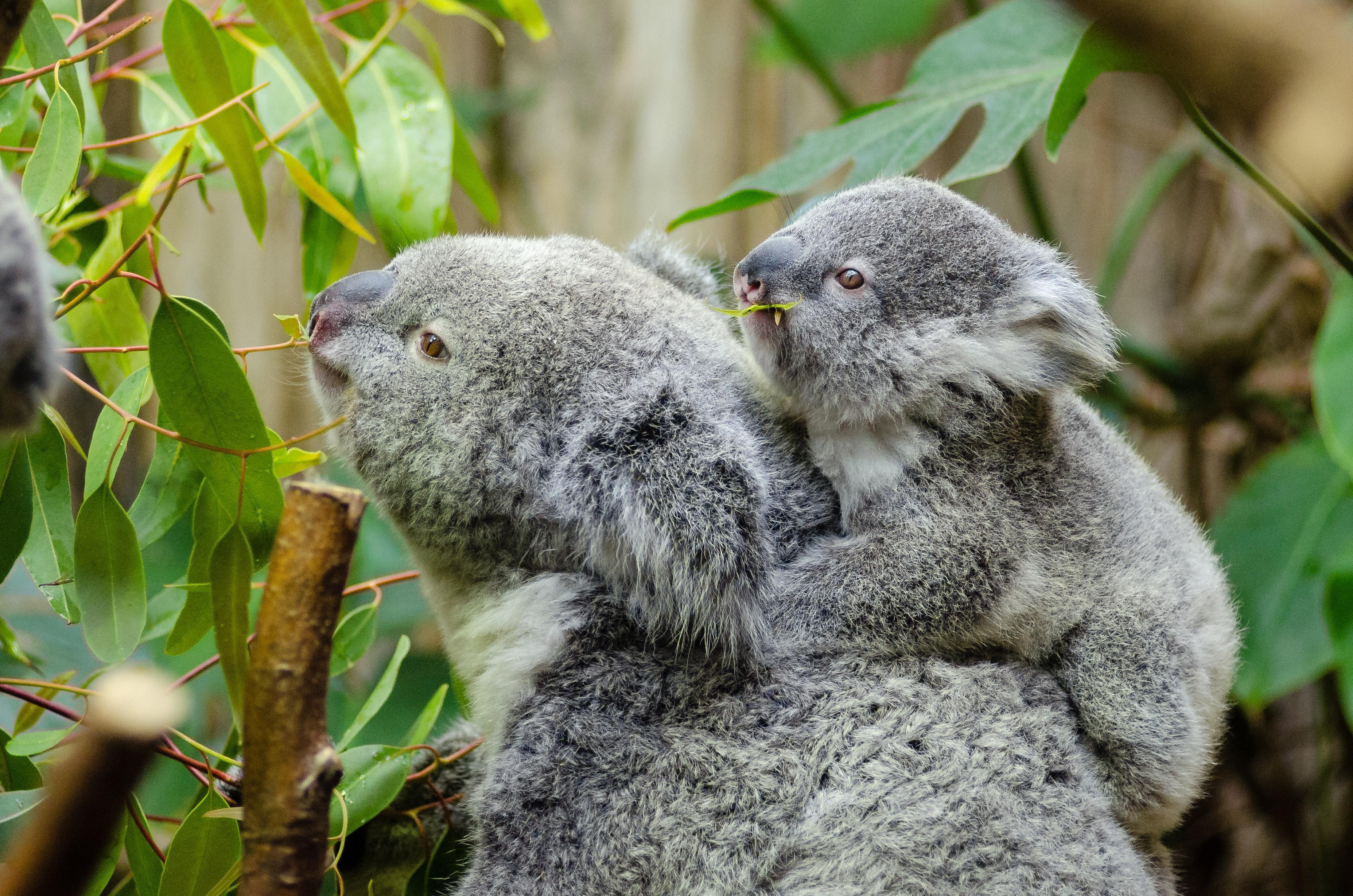 3711x2458 Koala Bear With Baby on Back · Free