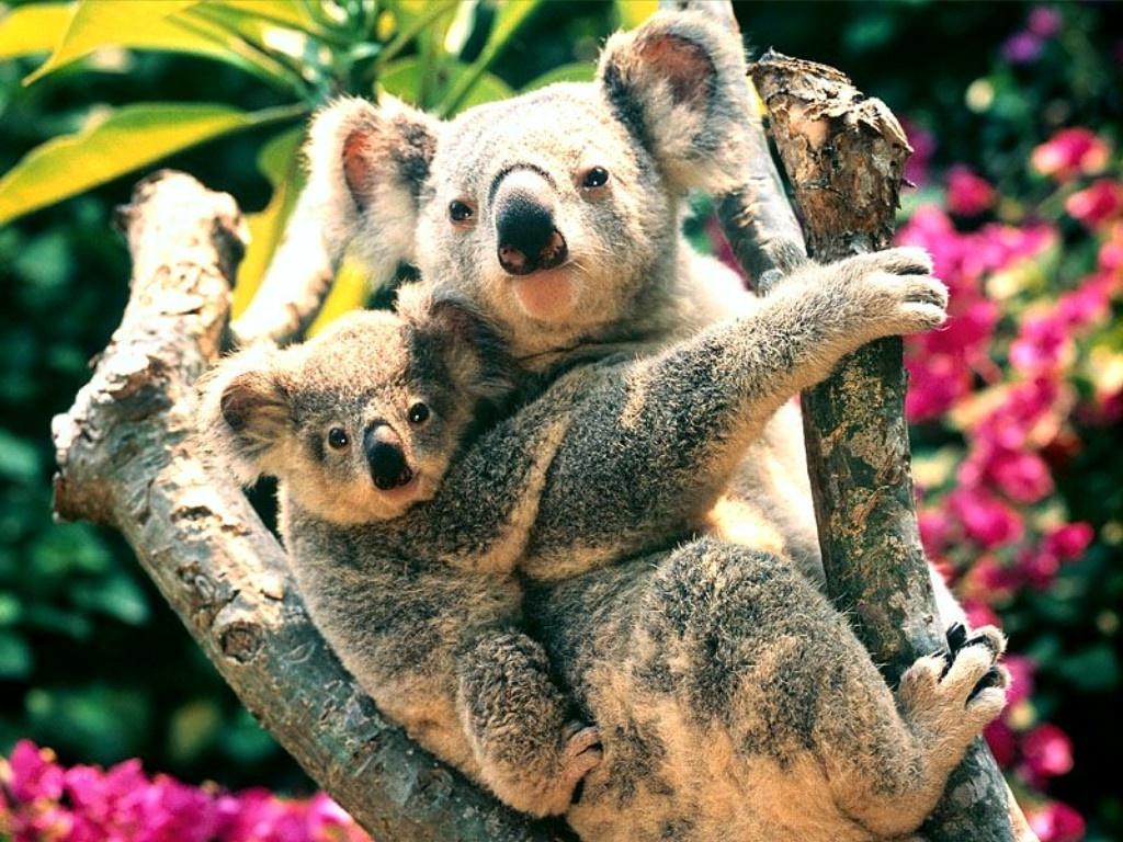1024x768 Free download Baby Koala Bears [1024x768] for your Desktop, Mobile & Tablet. Explore Baby Koala Wallpaper. Cute Baby Koala Wallpaper