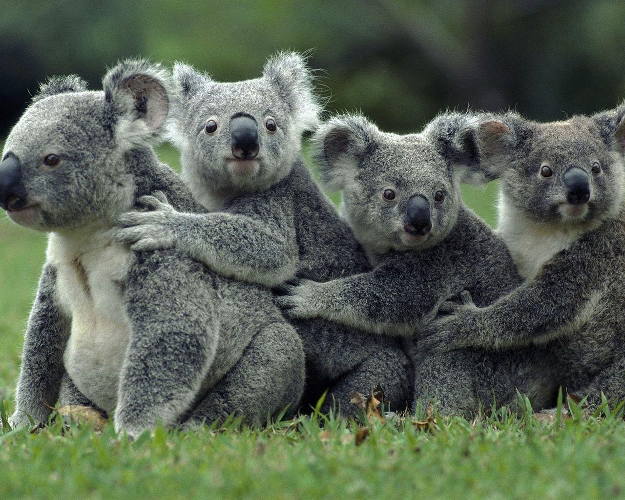 1280x1024 Koala Bear Wallpaper