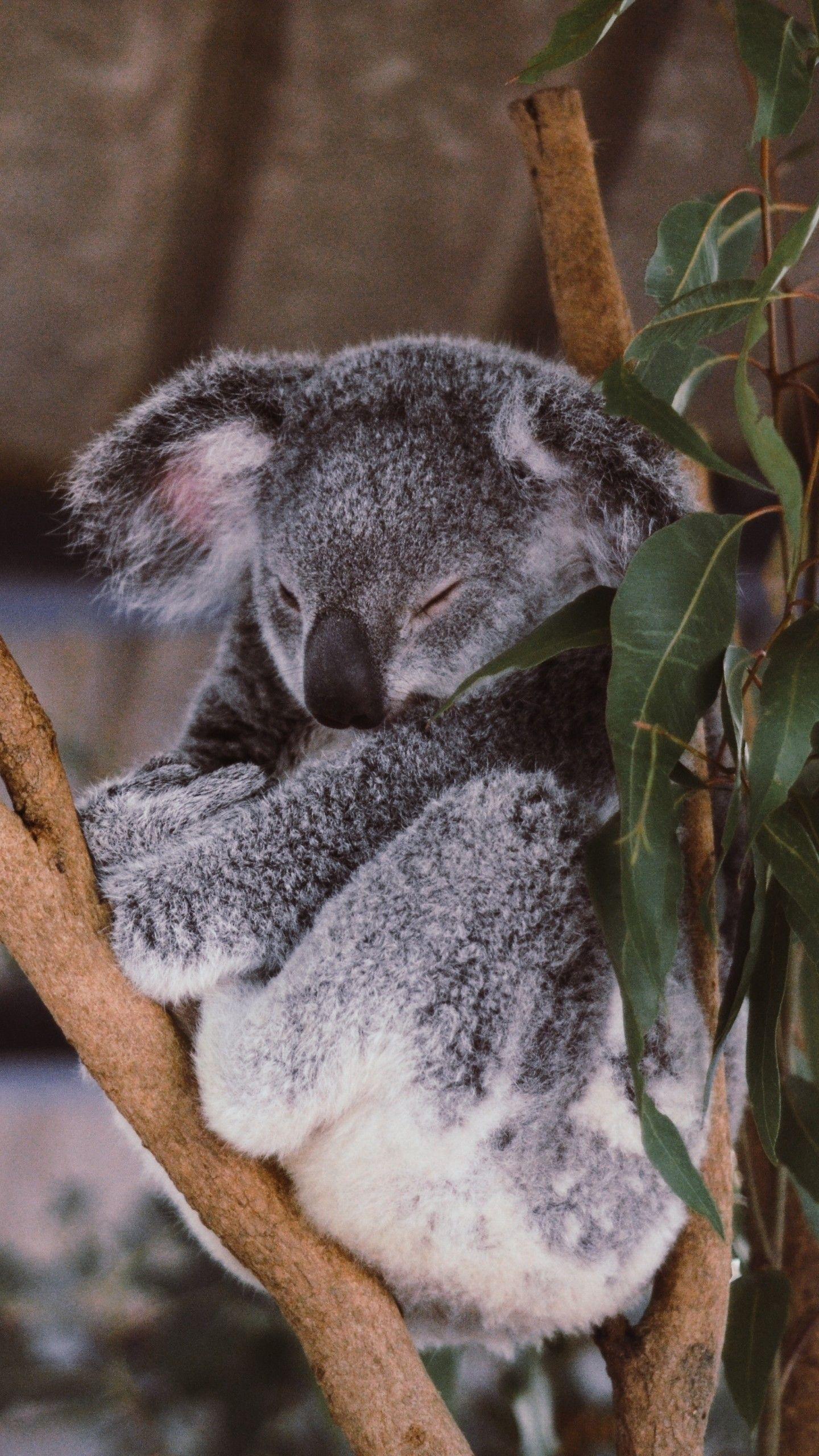 1440x2560 Cute Koala HD iPhone Wallpaper