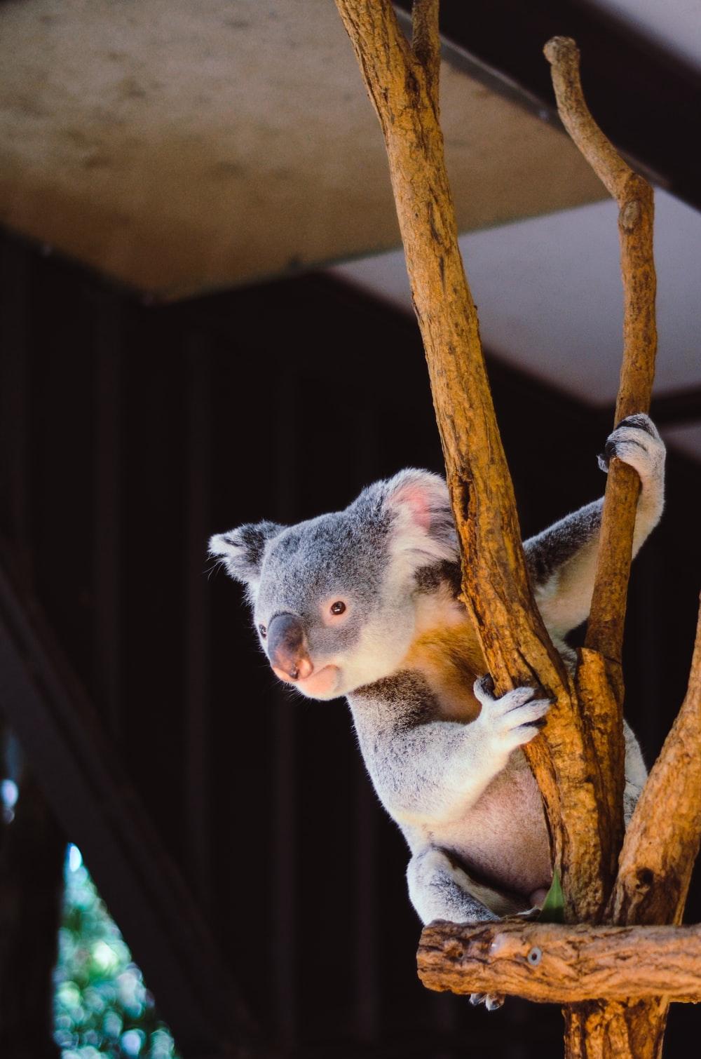 1000x1510 Koala Picture. Download Free Image