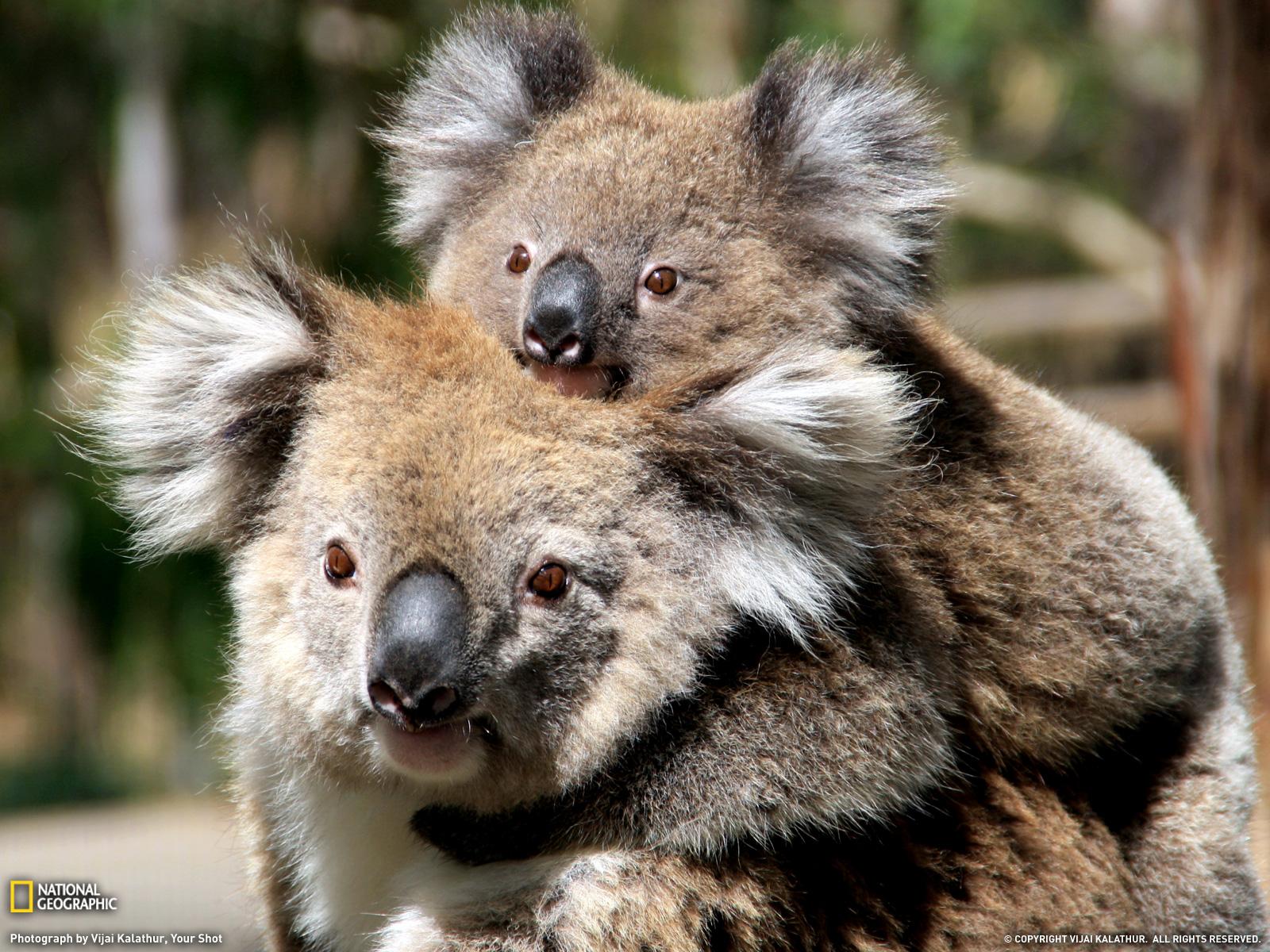 1600x1200 Koala Wallpaper and HD Background free download on PicGaGa