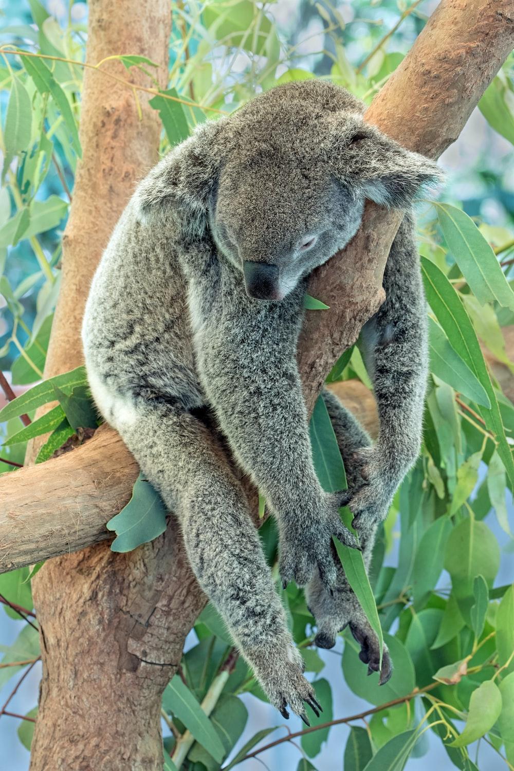 1000x1500 Koala Picture. Download Free Image
