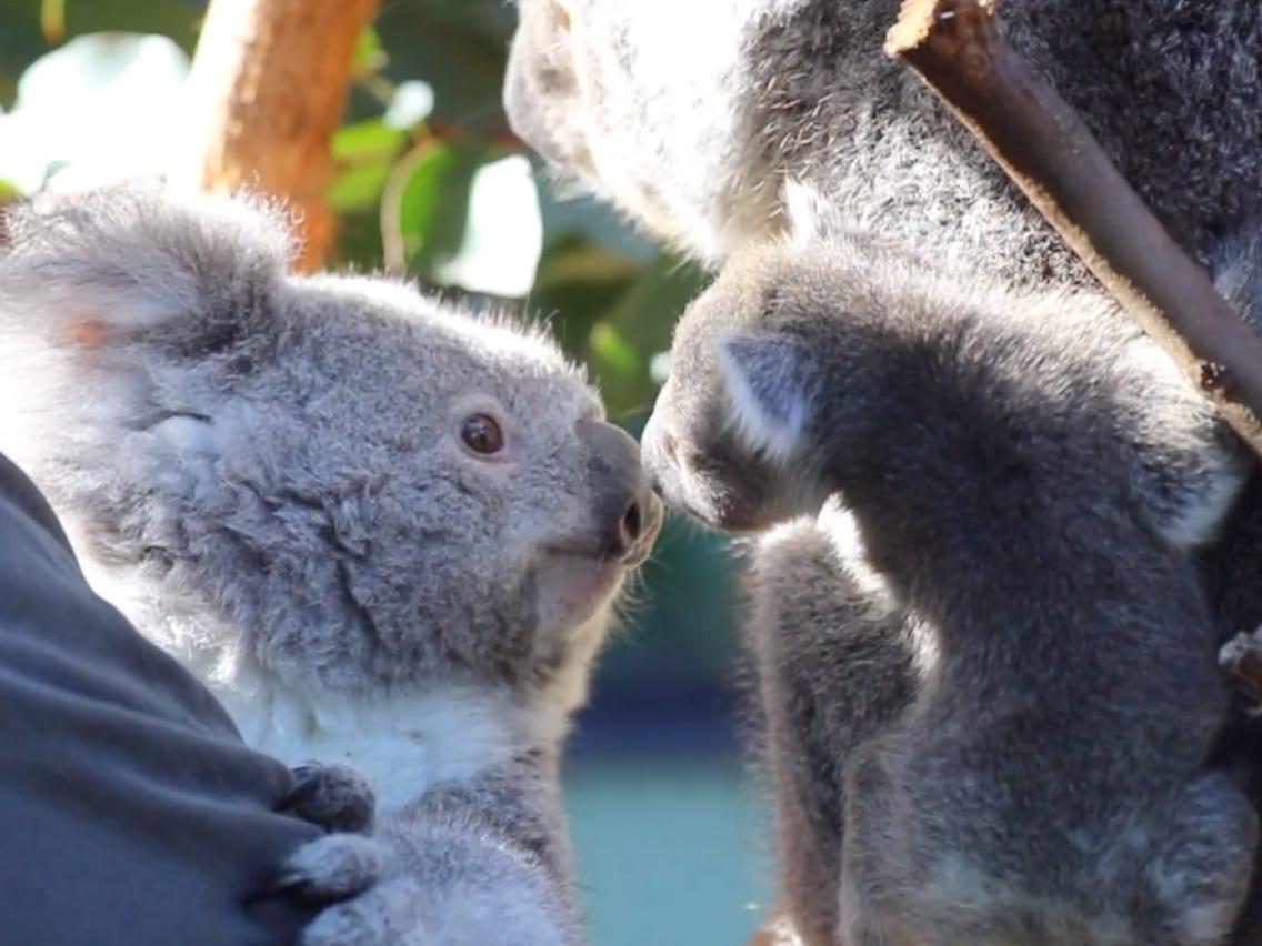 1136x852 Watch a Koala Meet Her Sister for the Very First Time