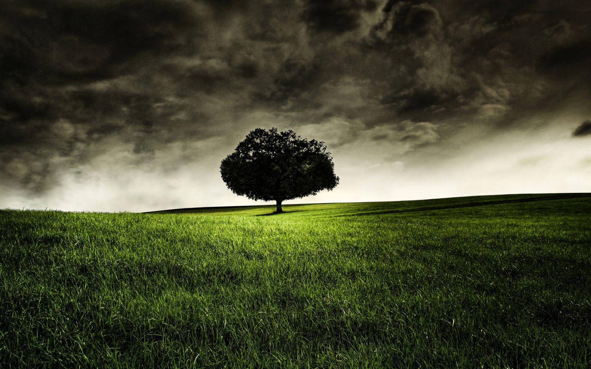 1920x1200 Nature Landscapes field grass field