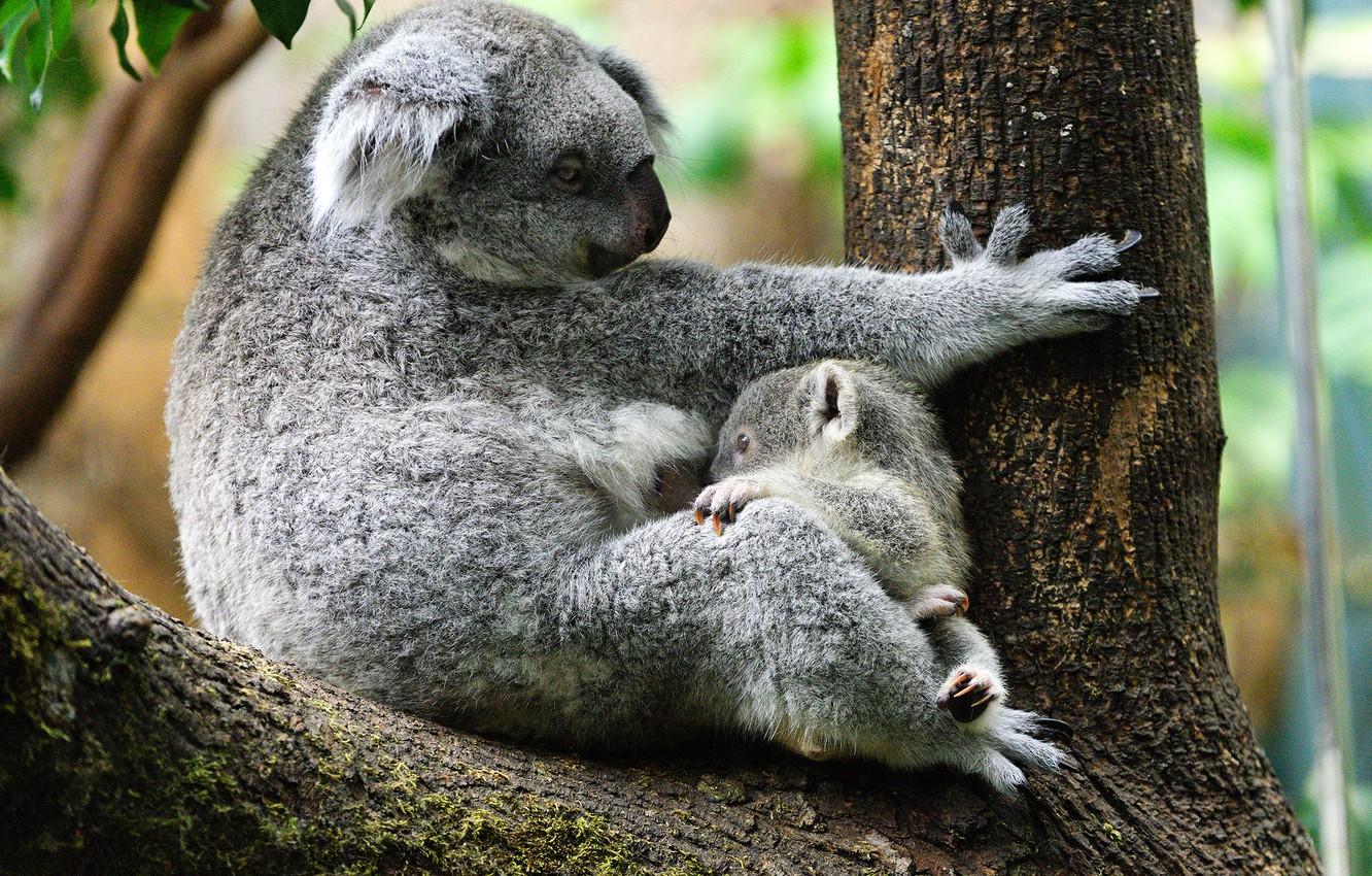 1332x850 Wallpaper tree, baby, pair, trunk, cub, mom, two, sitting, Koala, eucalyptus, breastfeeding image for desktop, section животные