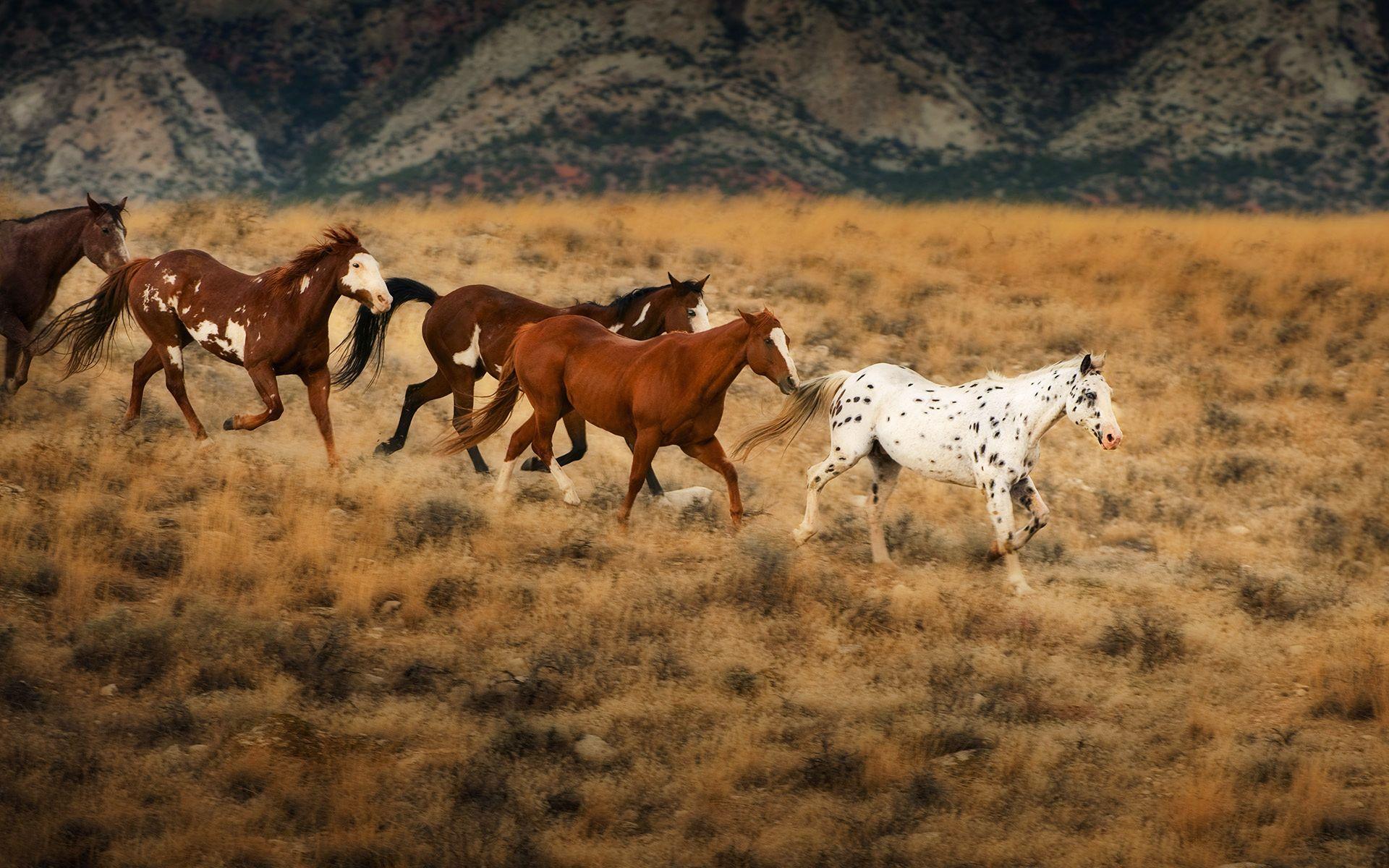 Wild Horses Wallpapers Top Free Wild Horses Backgrounds WallpaperAccess