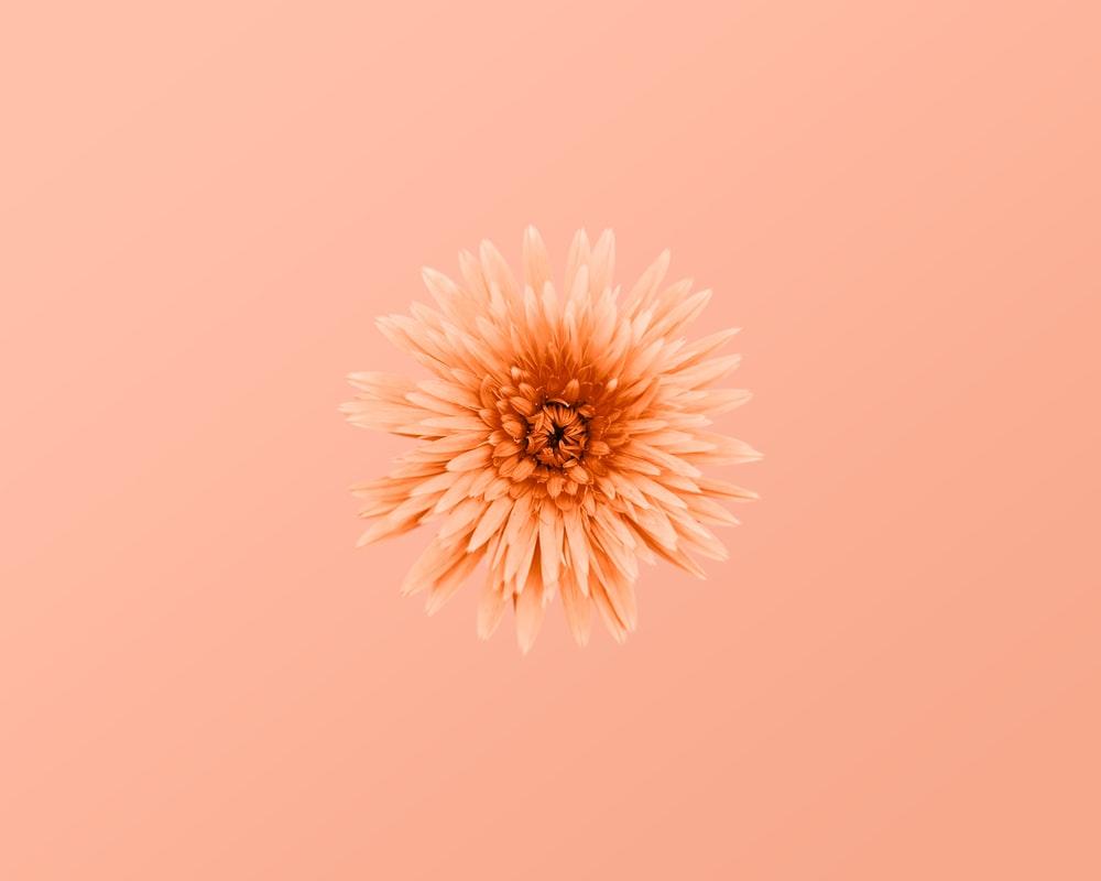 1000x800 Peach Aesthetic Picture. Download Free Image