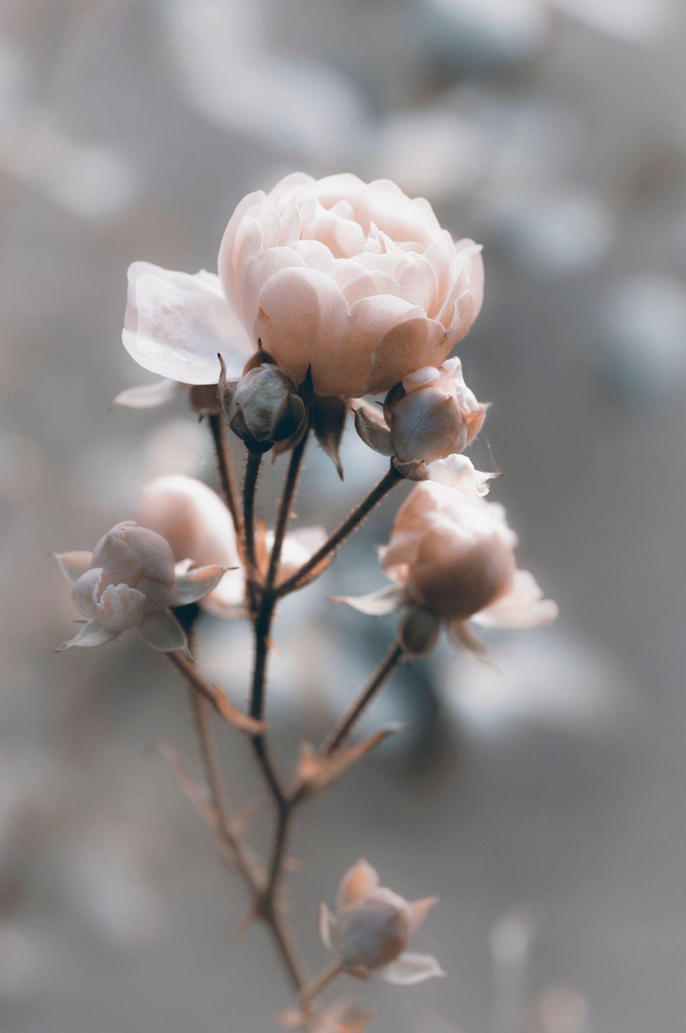 Peach and Grey Aesthetic Wallpapers - Top Free Peach and Grey Aesthetic ...