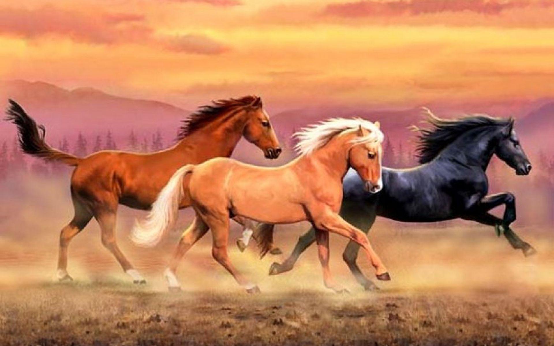 Wild Horses Wallpapers Top Free Wild Horses Backgrounds WallpaperAccess