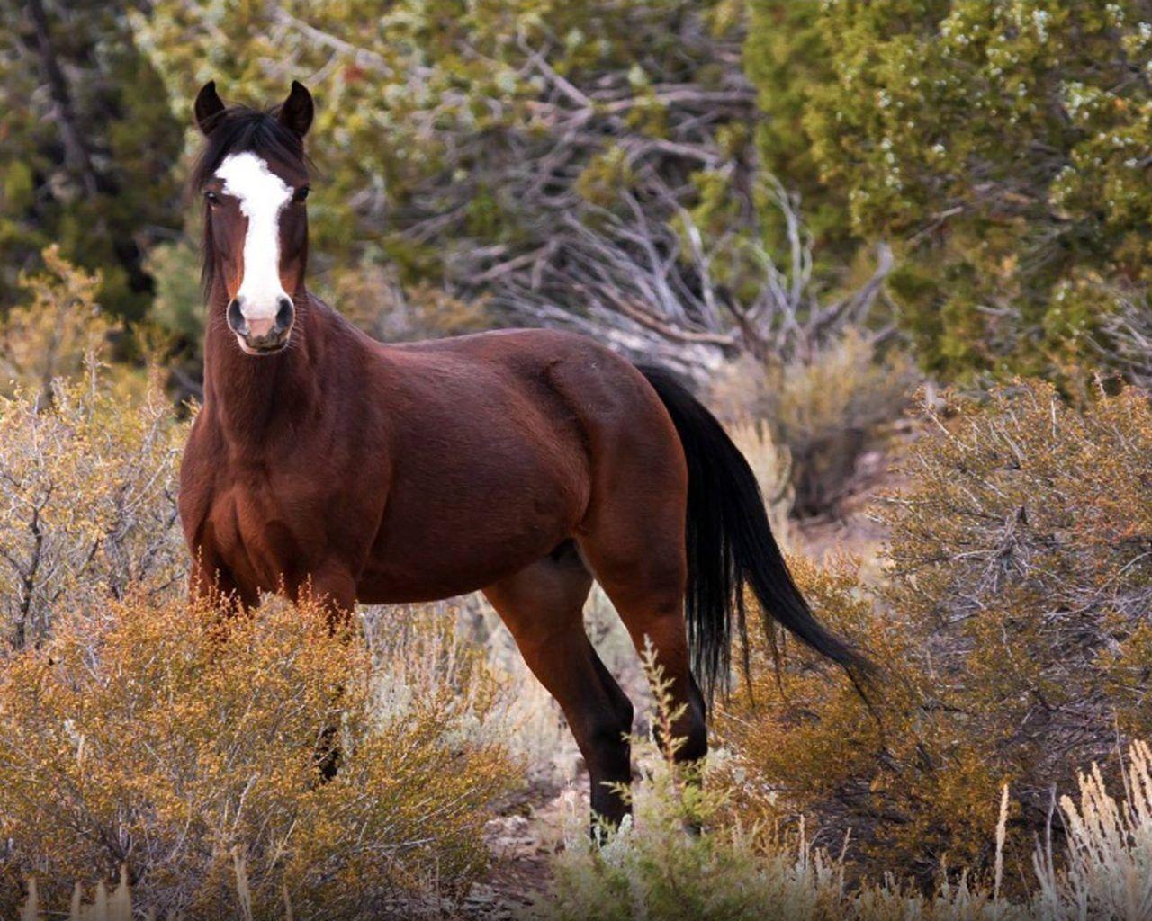 Wild Horses Wallpapers Top Free Wild Horses Backgrounds WallpaperAccess Wild Horses Wallpapers Top Free Wild Horses Backgrounds WallpaperAccess