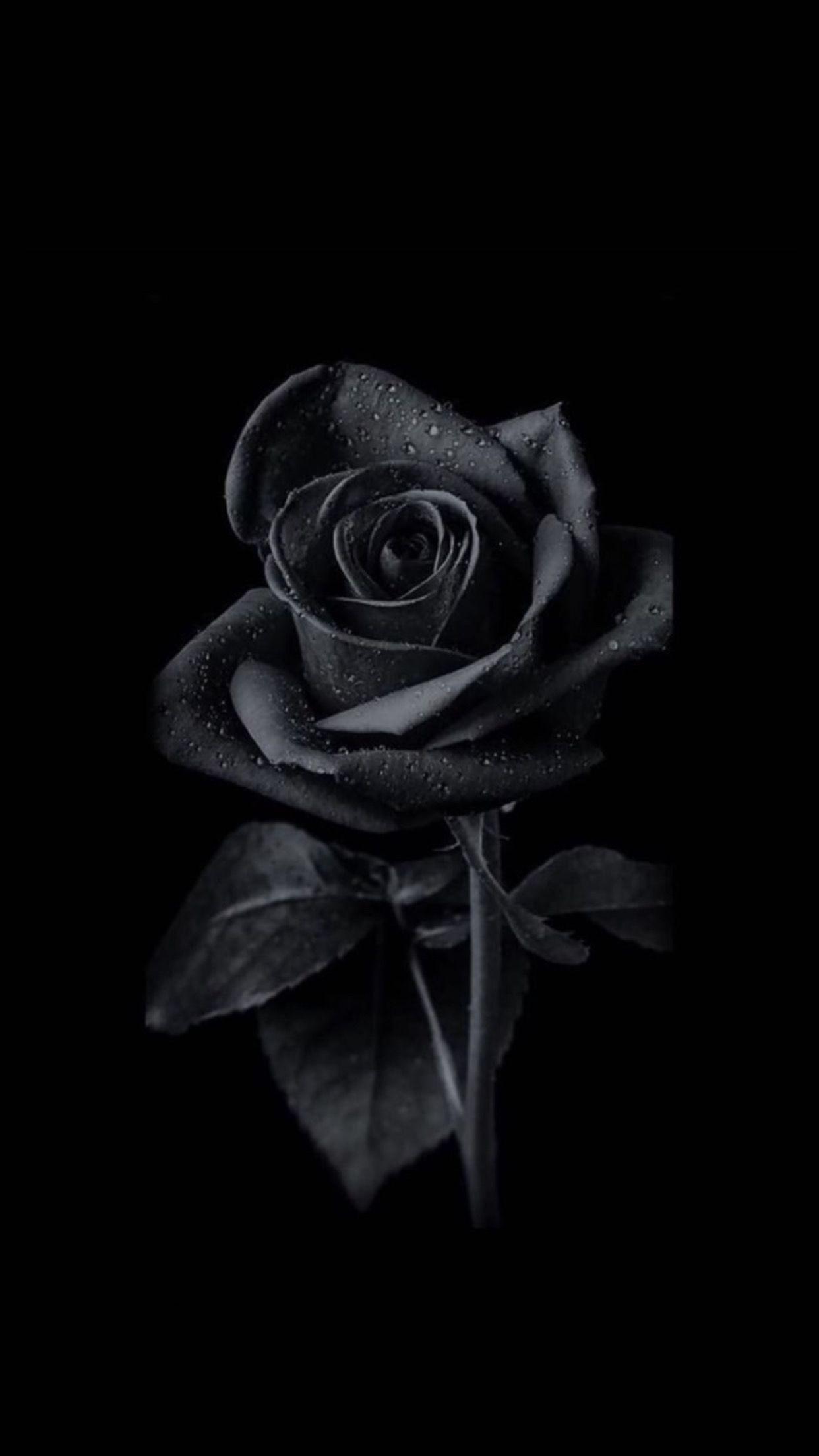 1242x2208 Nabaa. Cute black wallpaper, Black roses wallpaper, Dark phone wallpaper