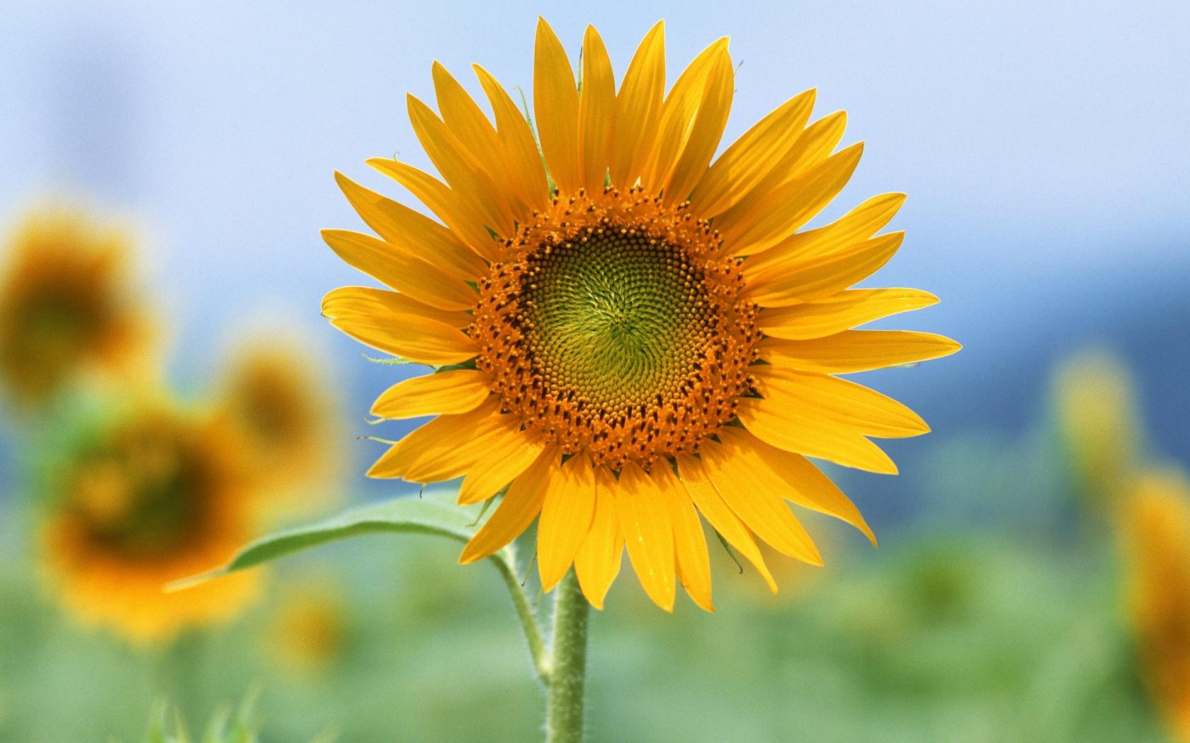 Simple Sunflower Wallpapers - Top Free Simple Sunflower Backgrounds ...