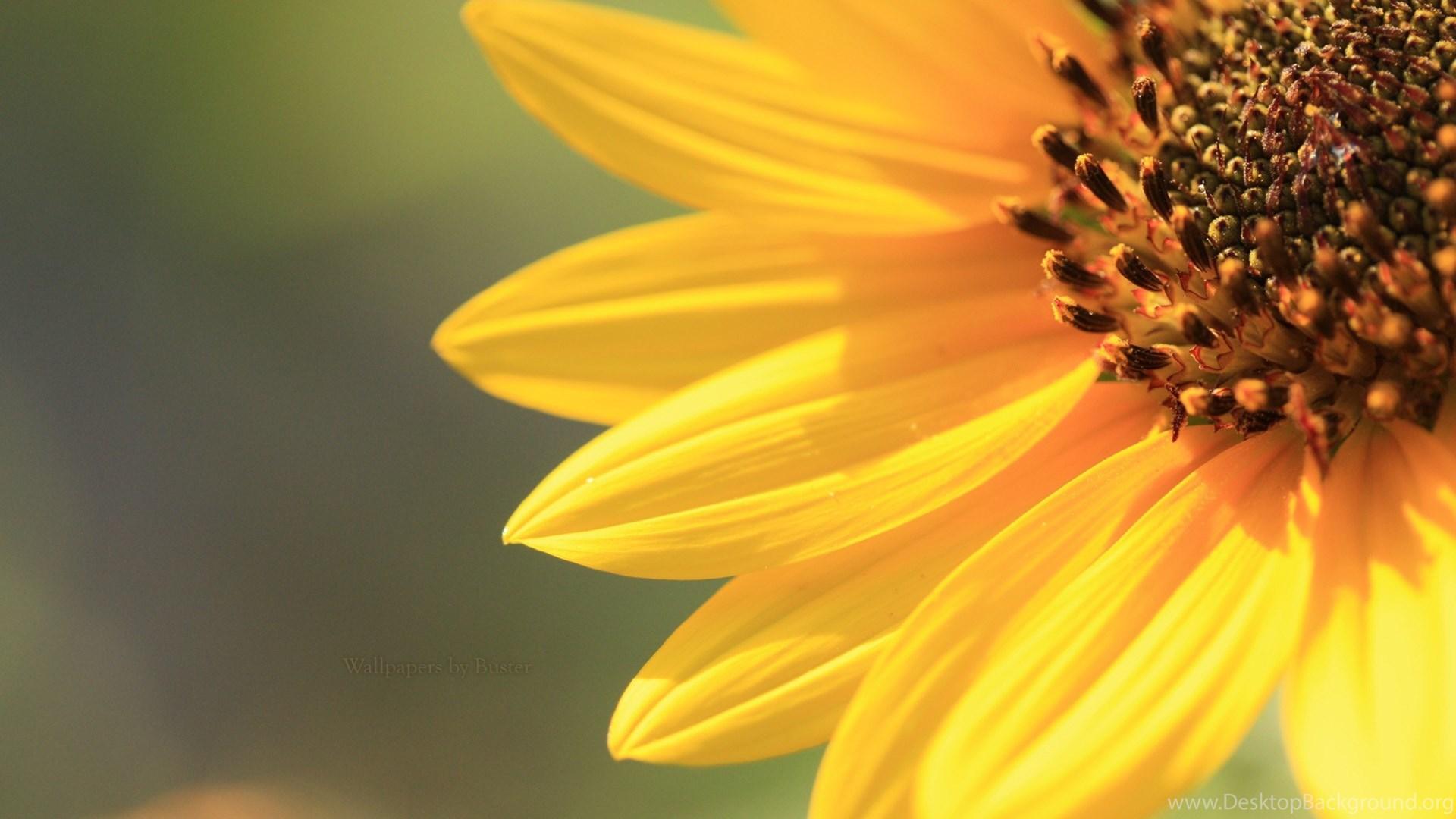 Simple Sunflower Wallpapers - Top Free Simple Sunflower Backgrounds ...