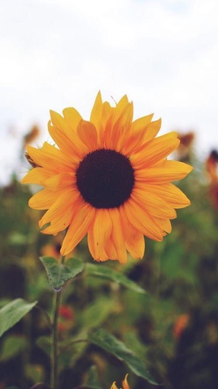 Simple Sunflower Wallpapers - Top Free Simple Sunflower Backgrounds ...