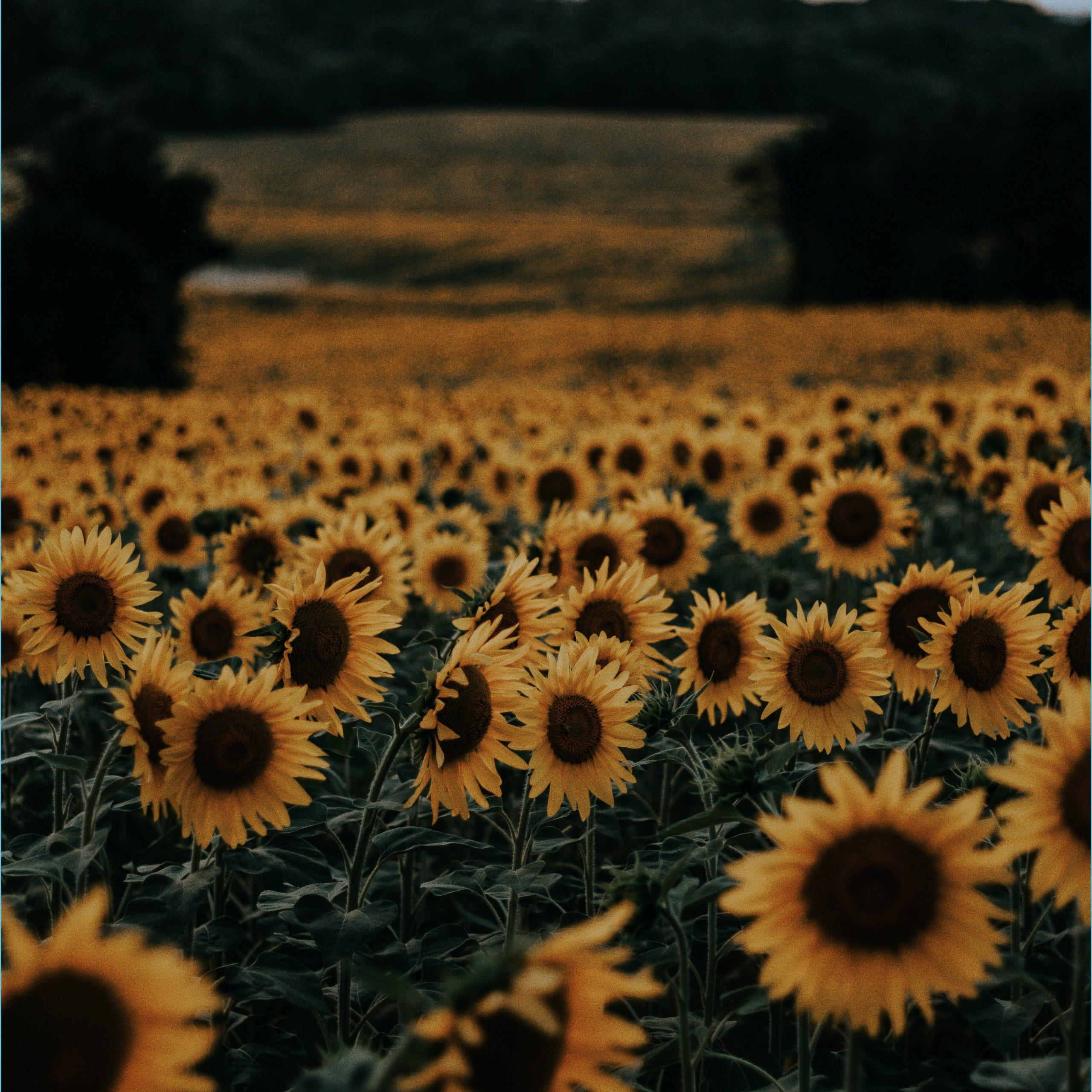 Simple Sunflower Wallpapers - Top Free Simple Sunflower Backgrounds ...